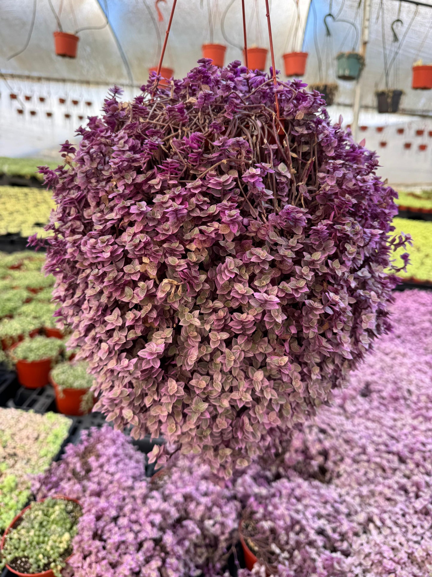 Calissia repens pink lady