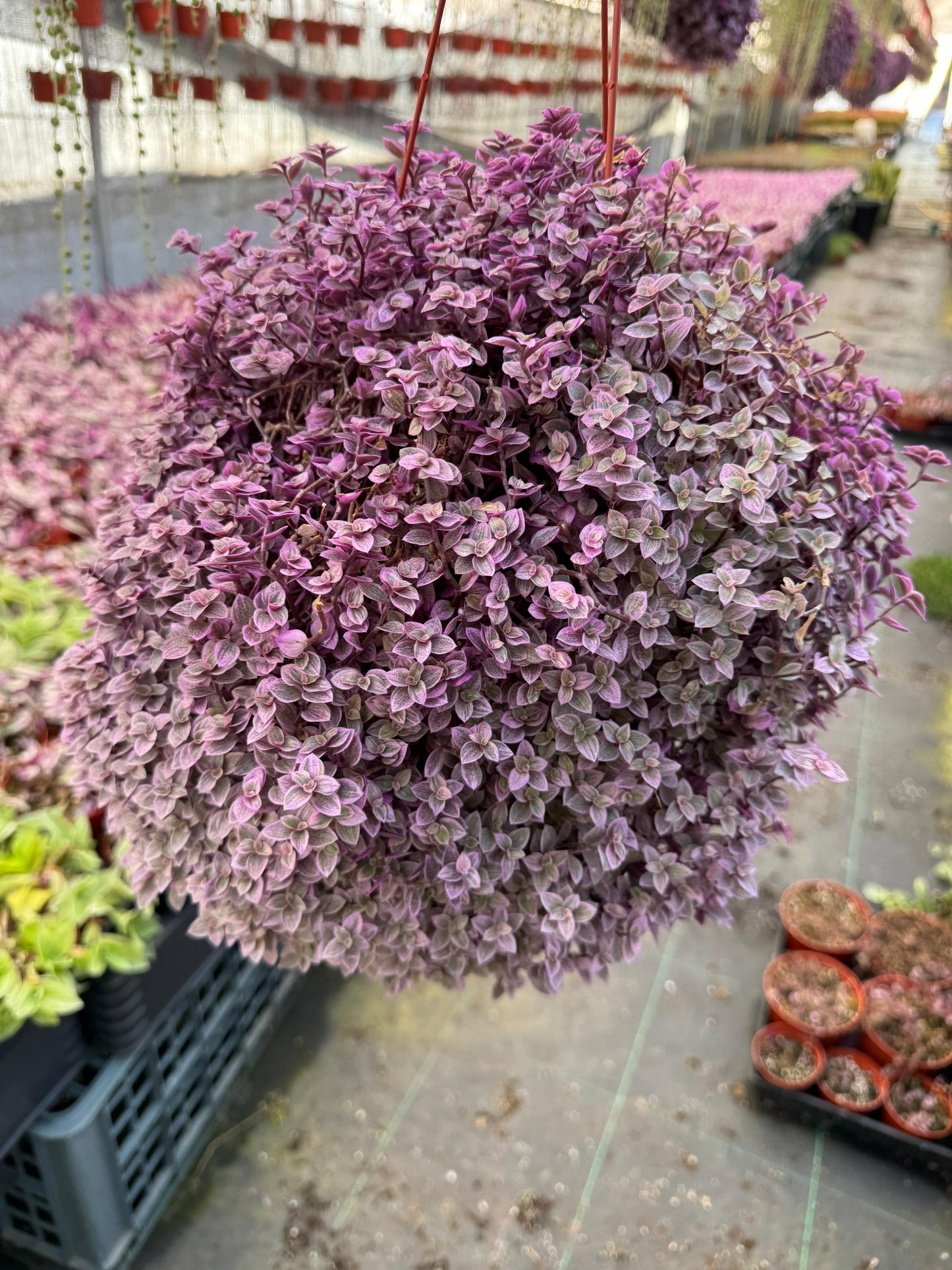 Calissia repens pink lady