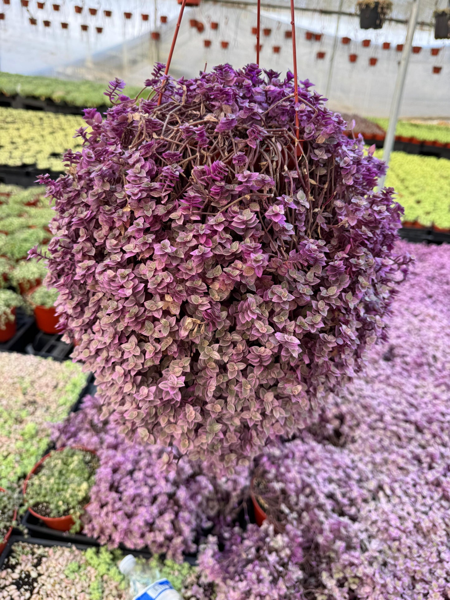Calissia repens pink lady