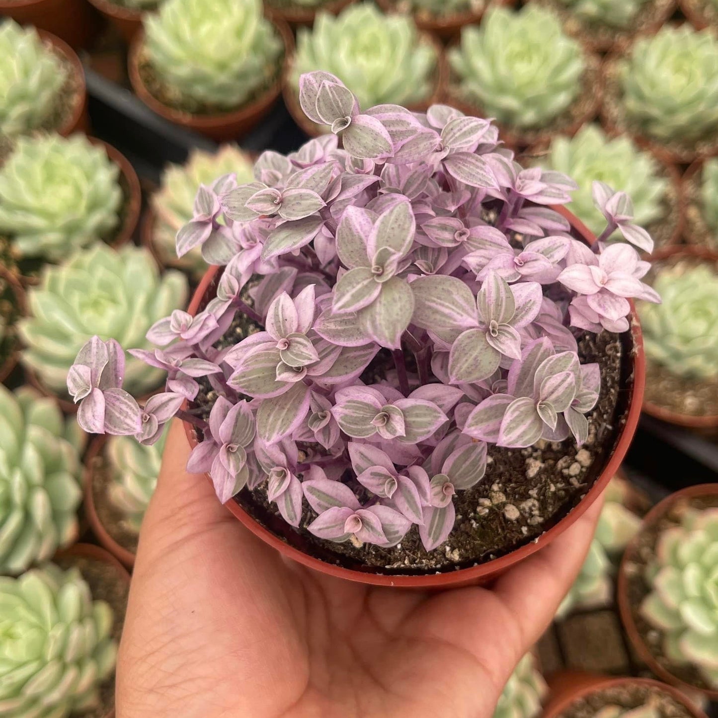 Callisia Repens Pink 4”