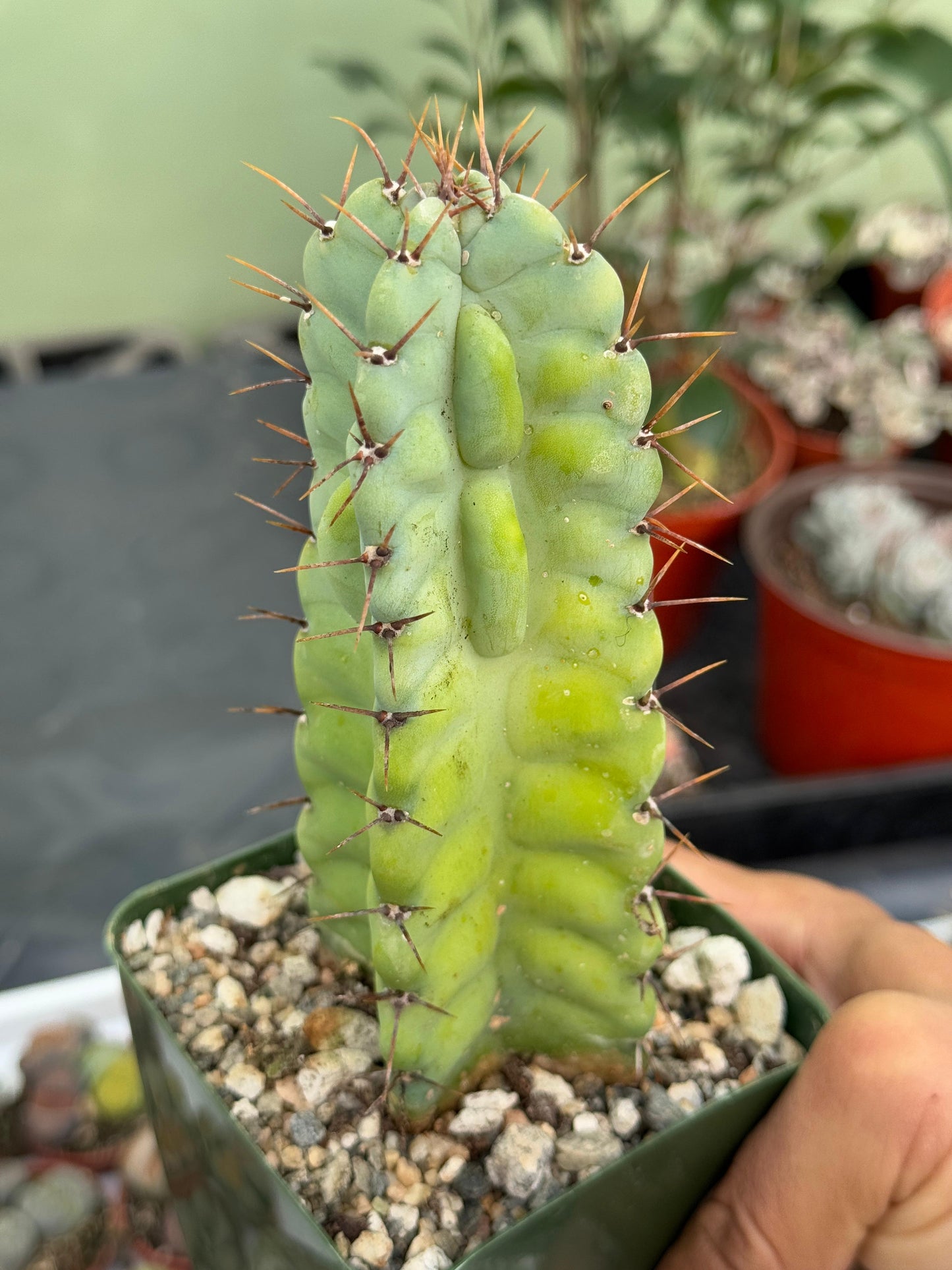 Cereus grenadensis