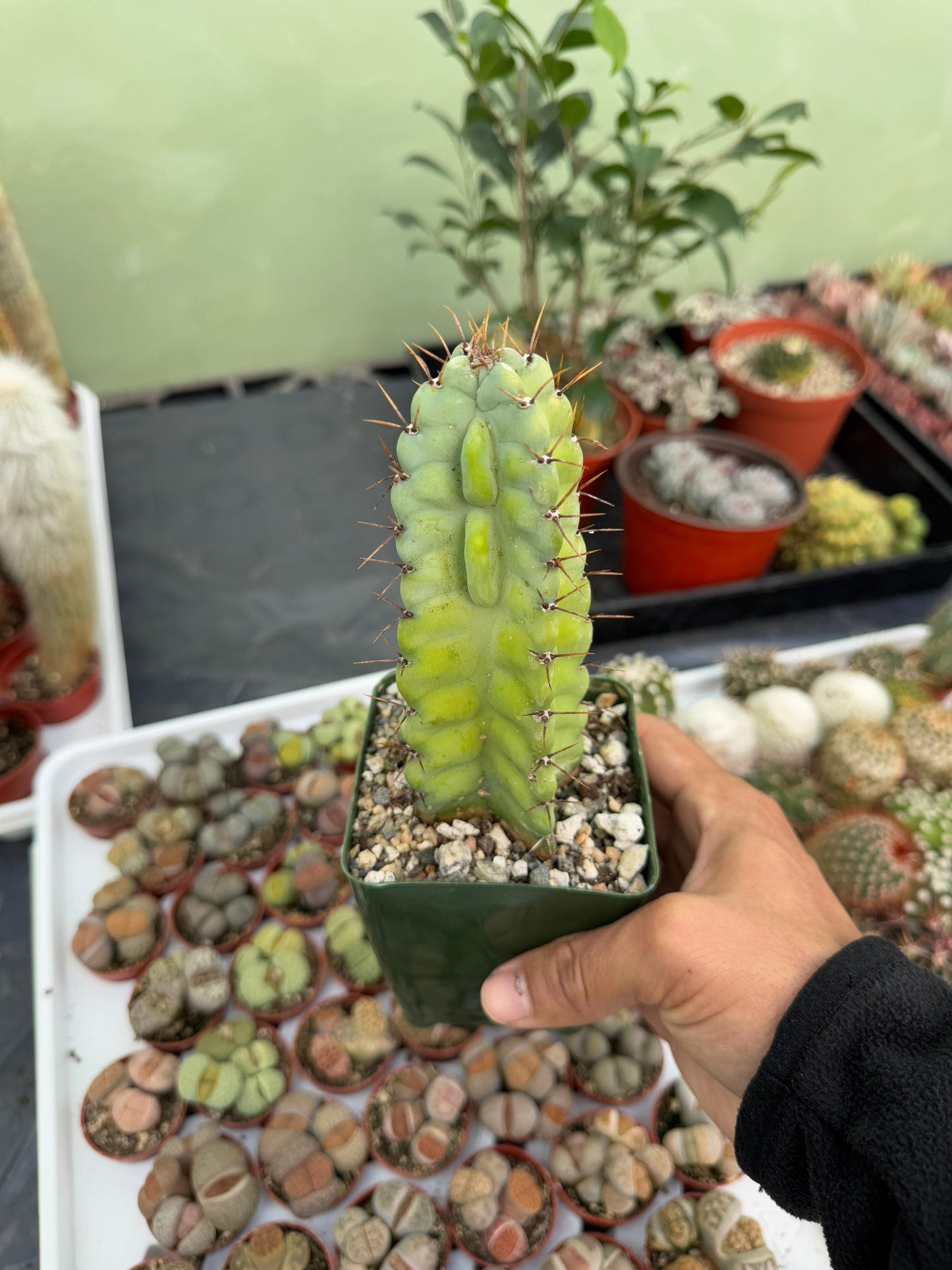 Cereus grenadensis
