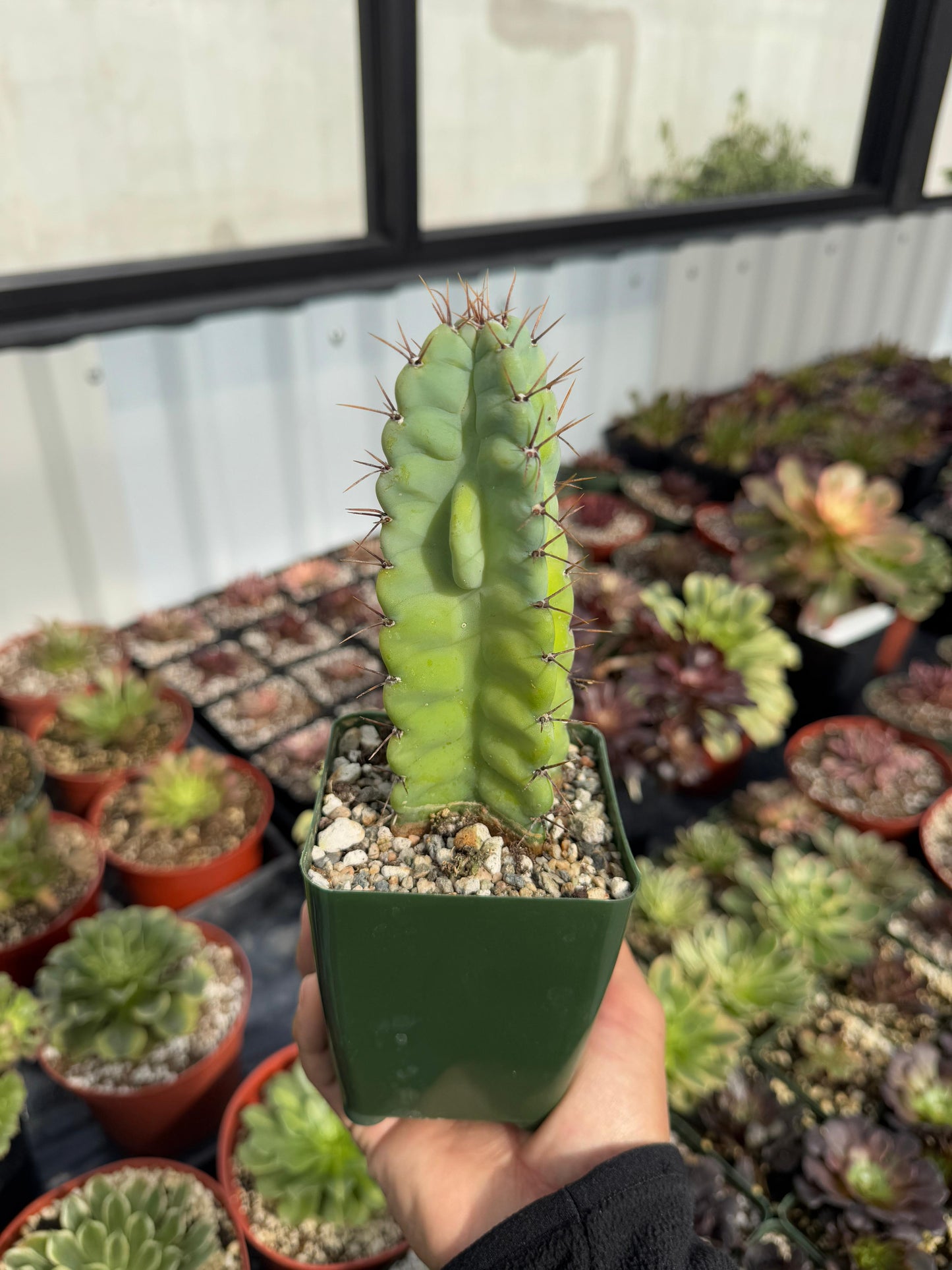 Cereus grenadensis