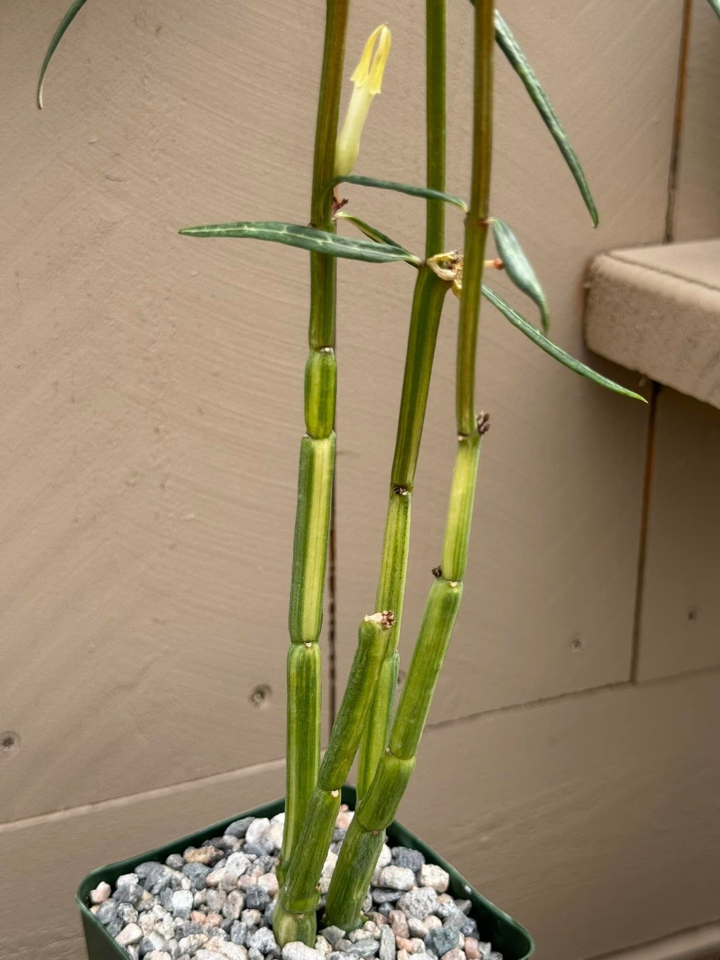 Ceropegia fuscha Variegada