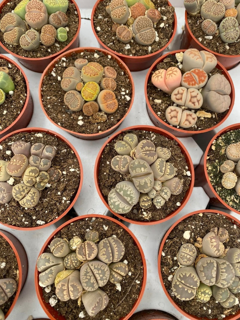 Charola de 28 macetas de lithops 2.5”