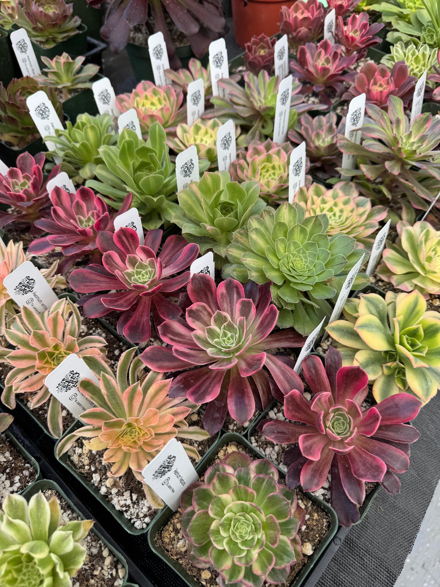 Charola de 25 Aeoniums mix 4”