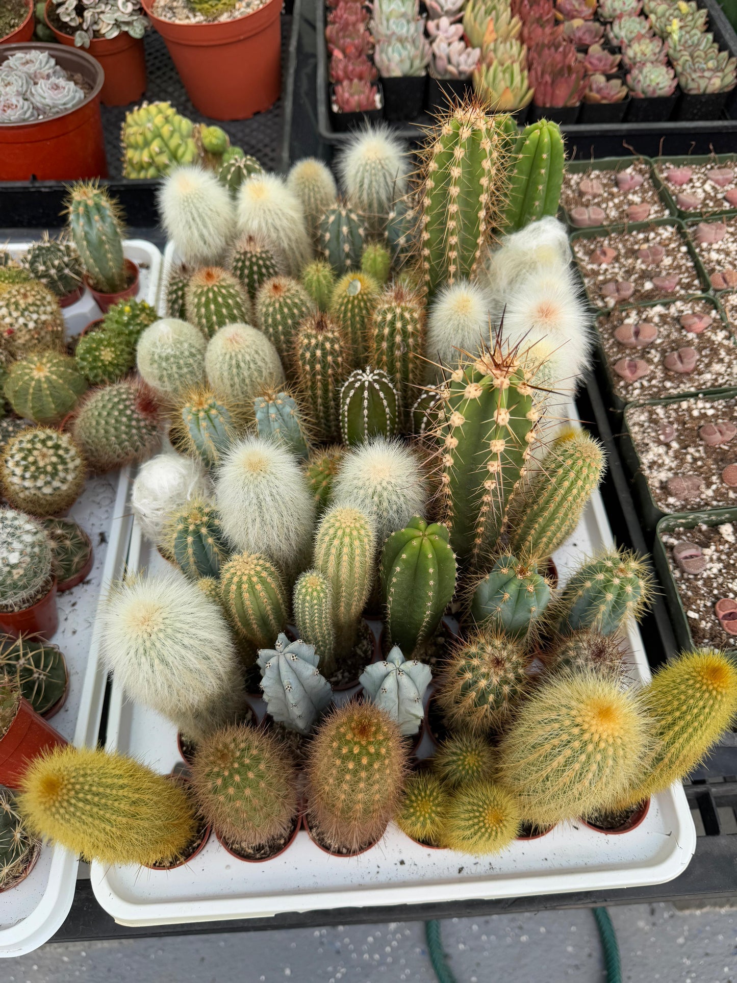 Charola de columnares mix chicos 1.5"