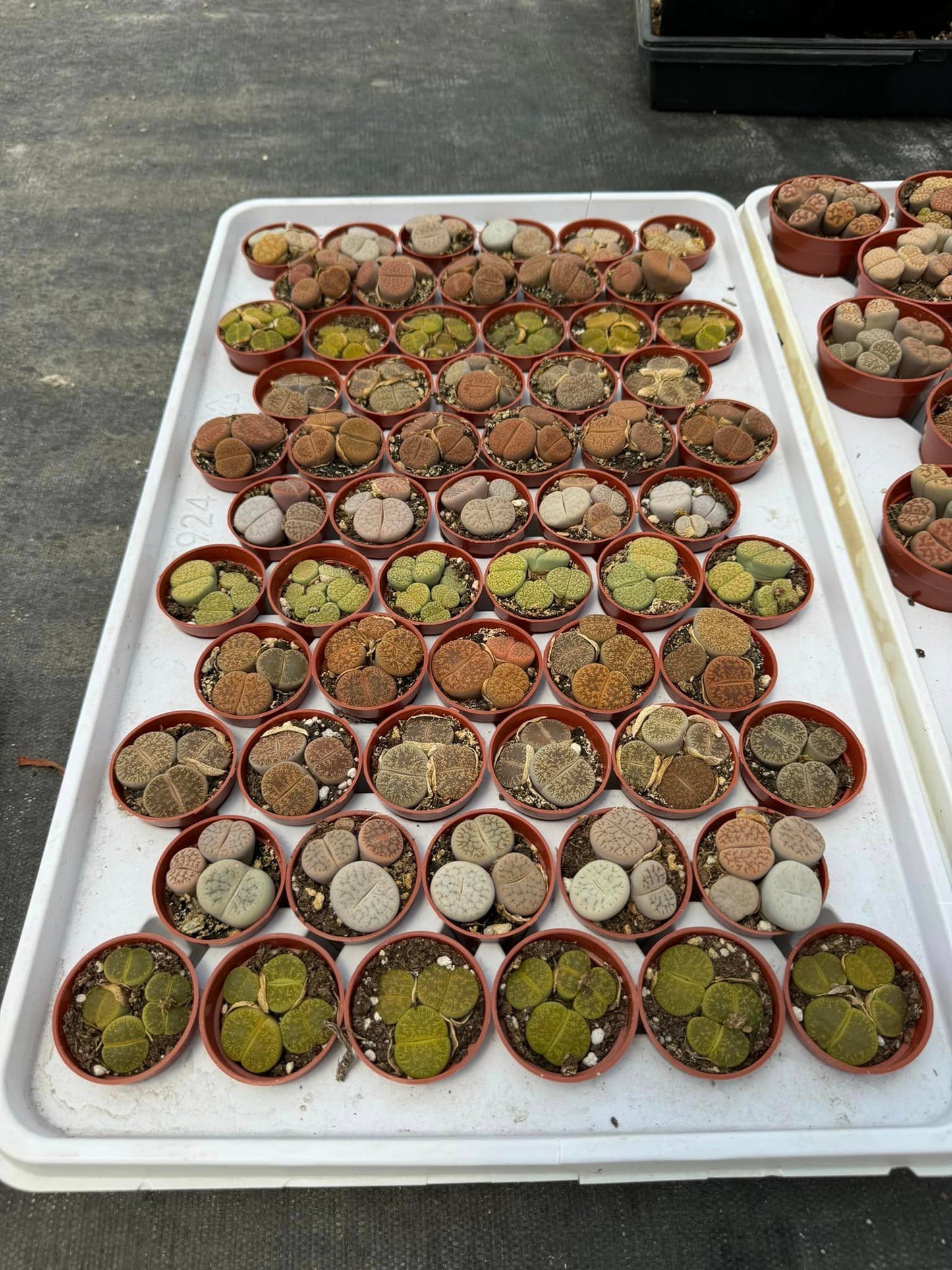 Charola de 61 macetas de lithops mix 1.5”