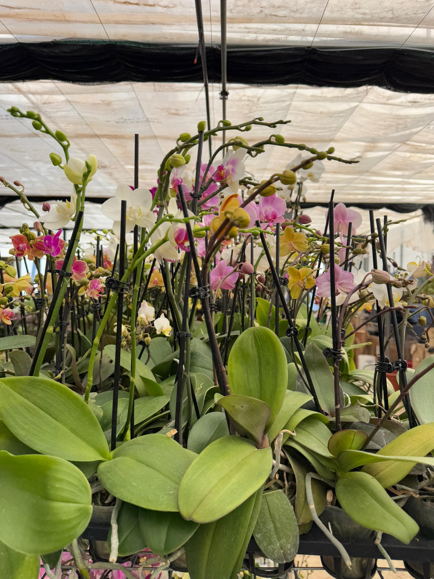 Charola de orquídeas mix