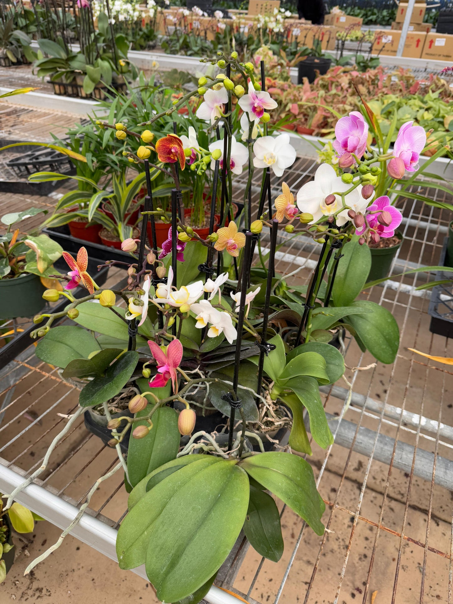 Charola de orquídeas mix