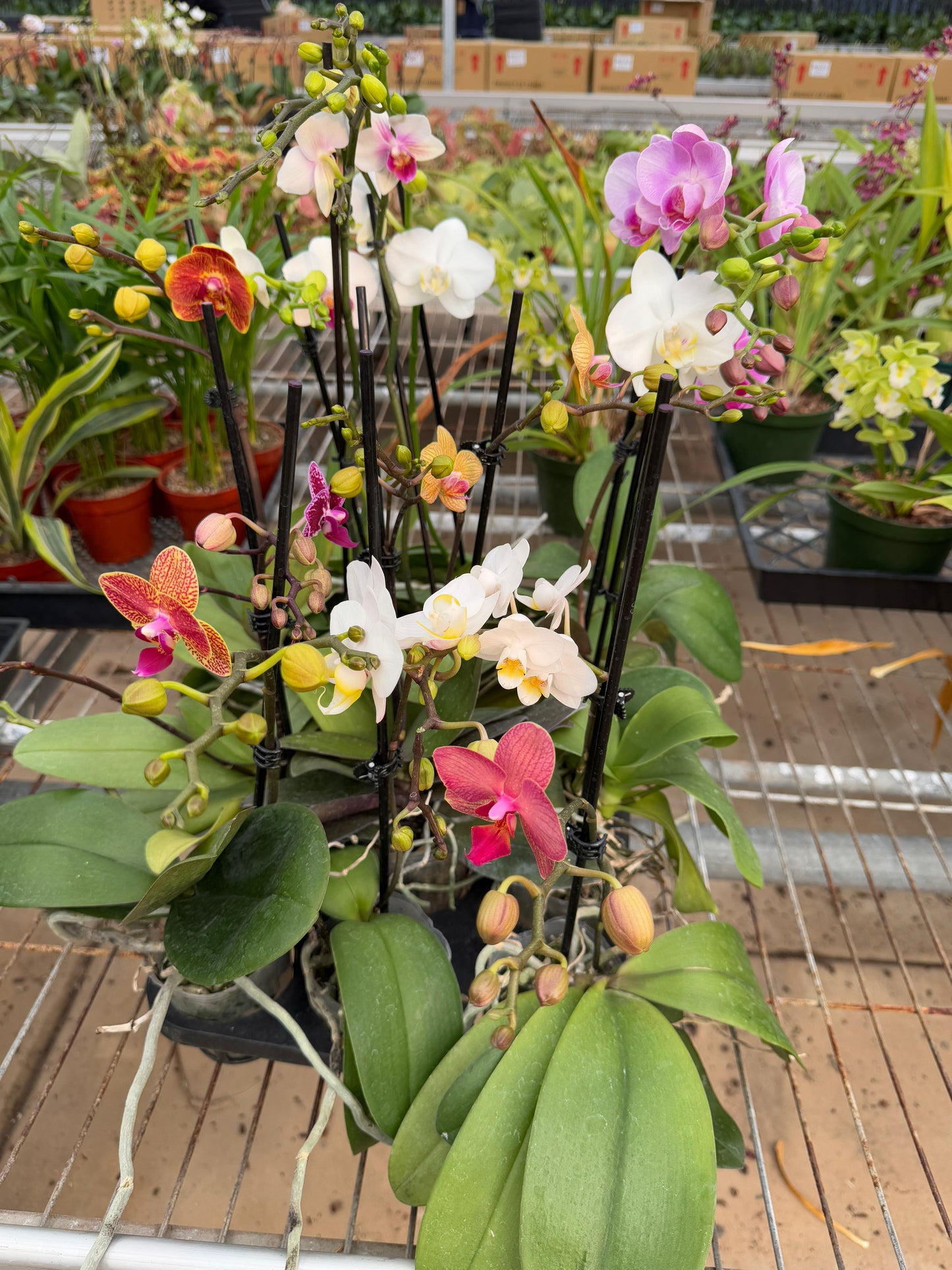 Charola de orquídeas mix