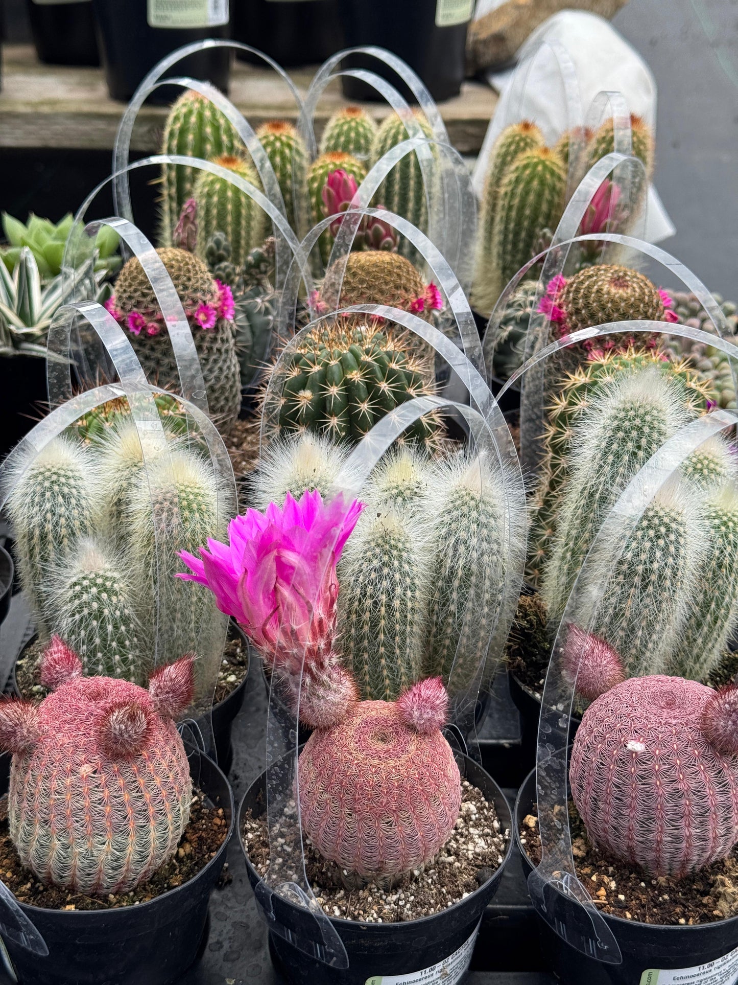 Charola de 18 cactus mix al
