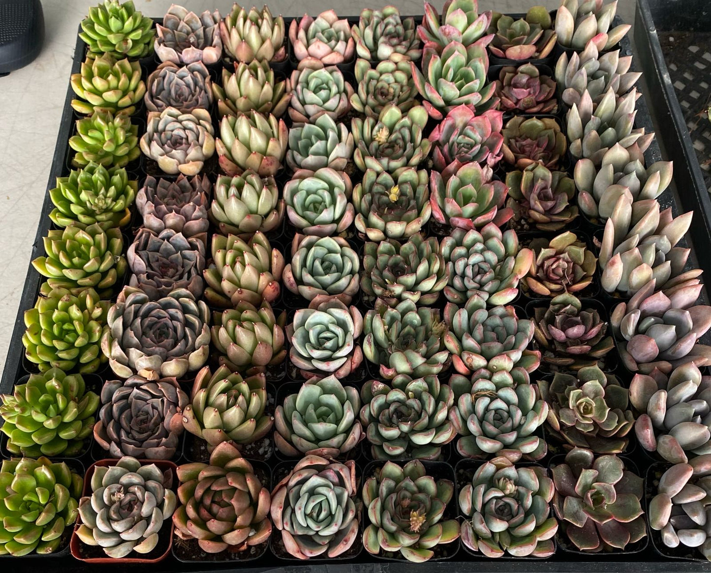 Charola de 32 suculentas mix 2.5”