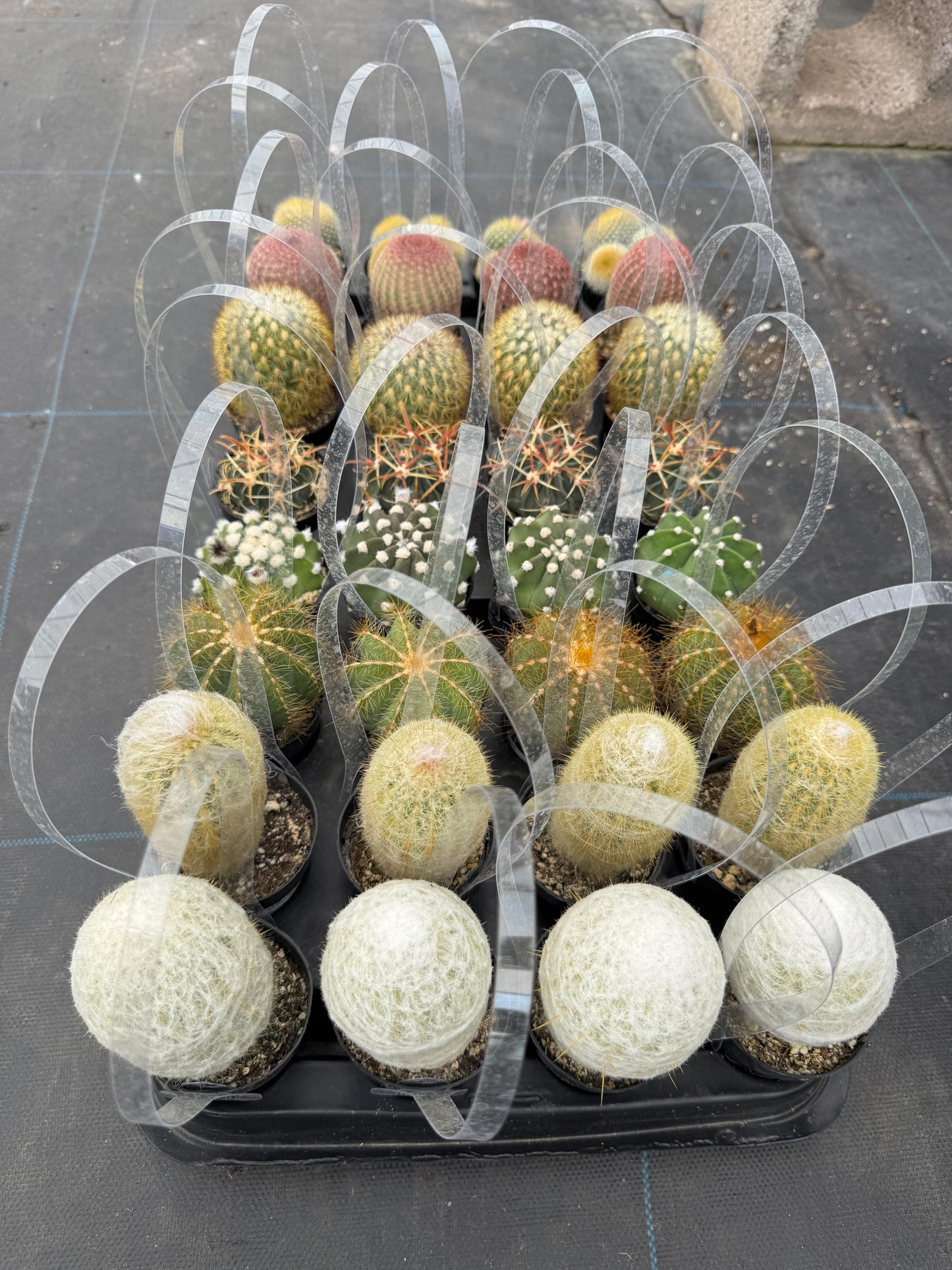 Charola de cactus mix 32 macetas