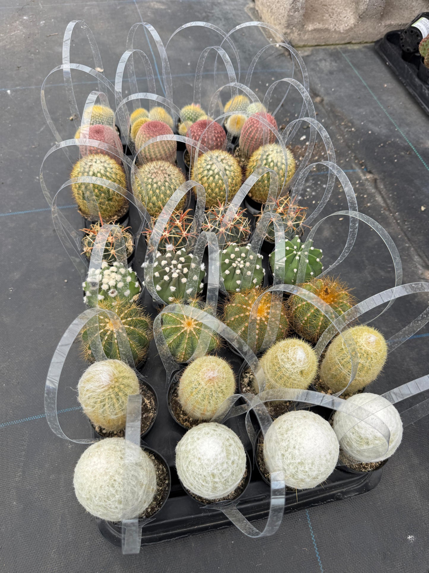 Charola de cactus mix 32 macetas
