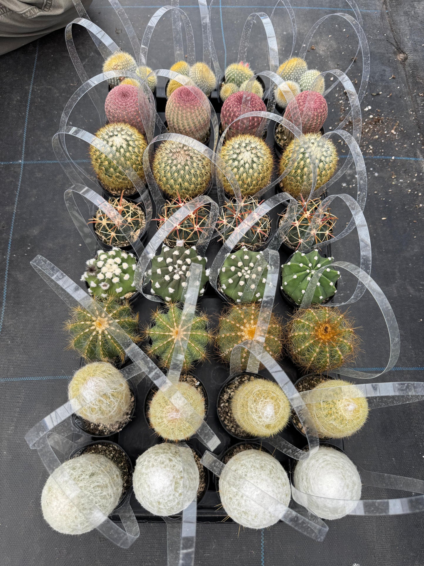 Charola de cactus mix 32 macetas