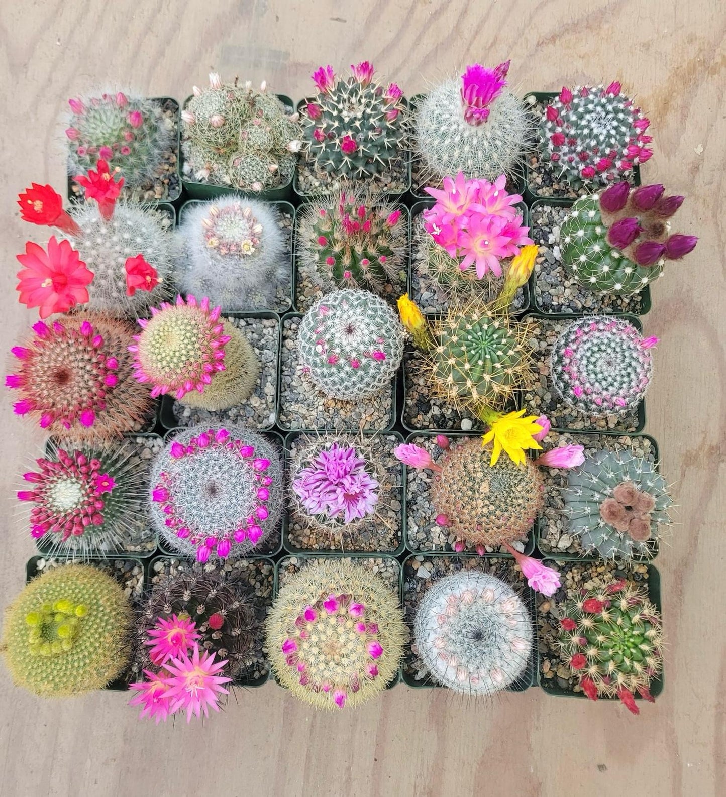Charola de cactus mix 4”
