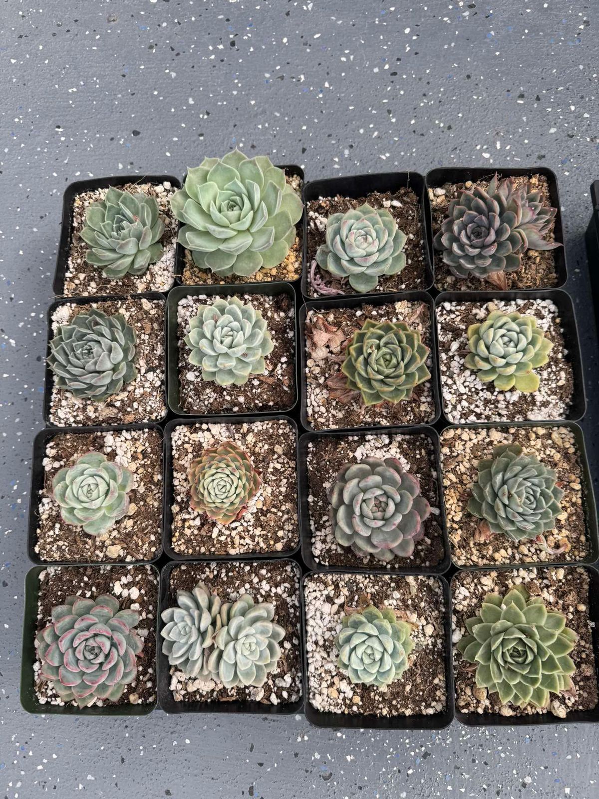 Charola de echeverias y agavoides (16pzs)