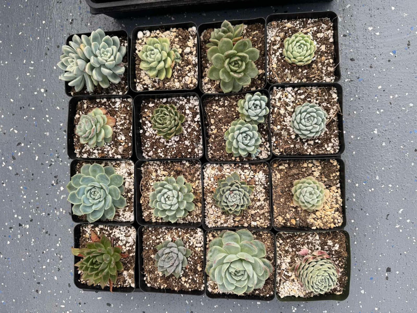 Charola de echeverias y agavoides (16pzs)