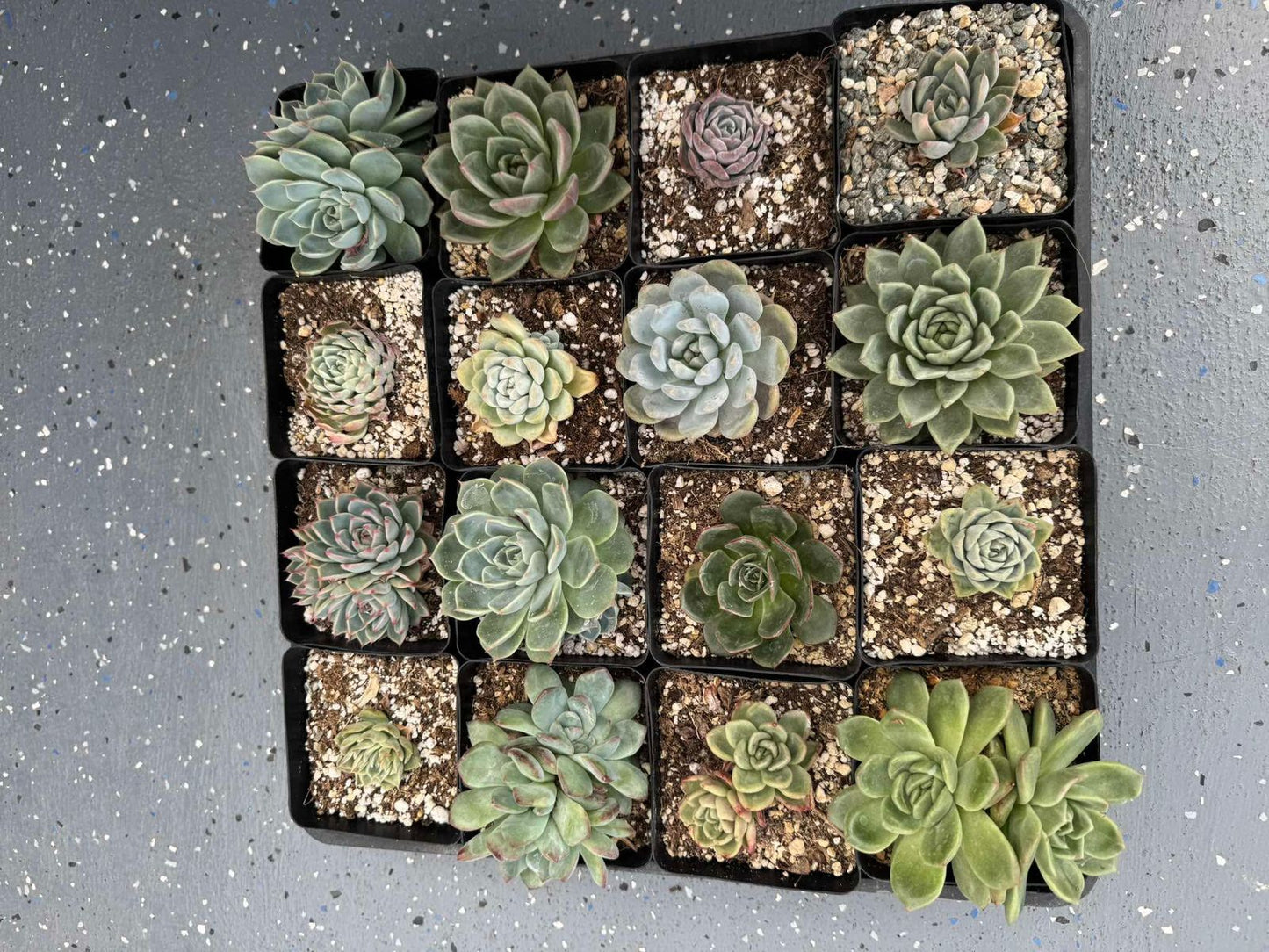 Charola de echeverias y agavoides (16pzs)