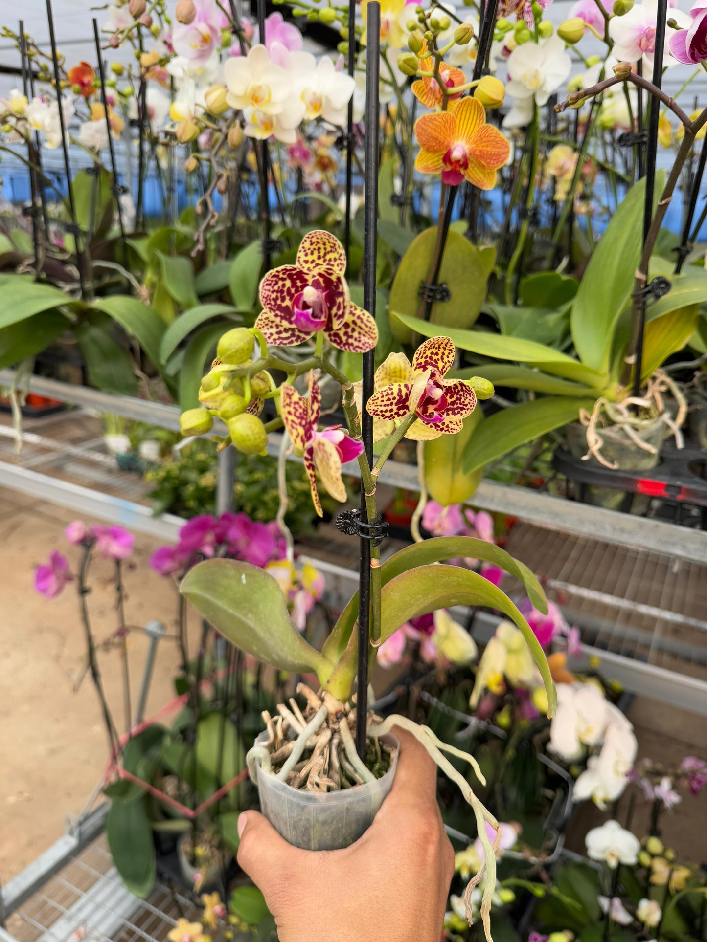 Charola de orquídeas mix