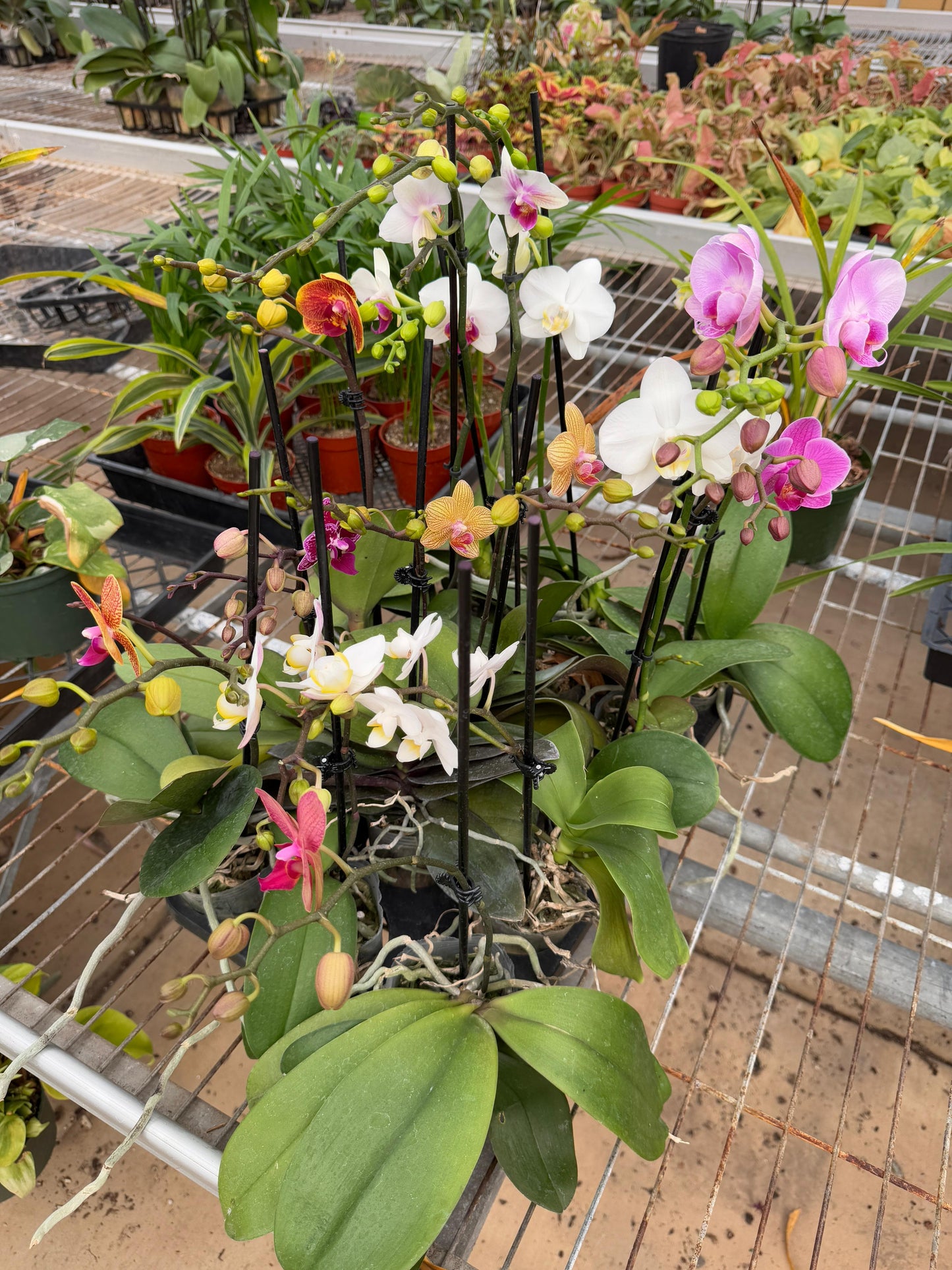 Charola de orquídeas mix