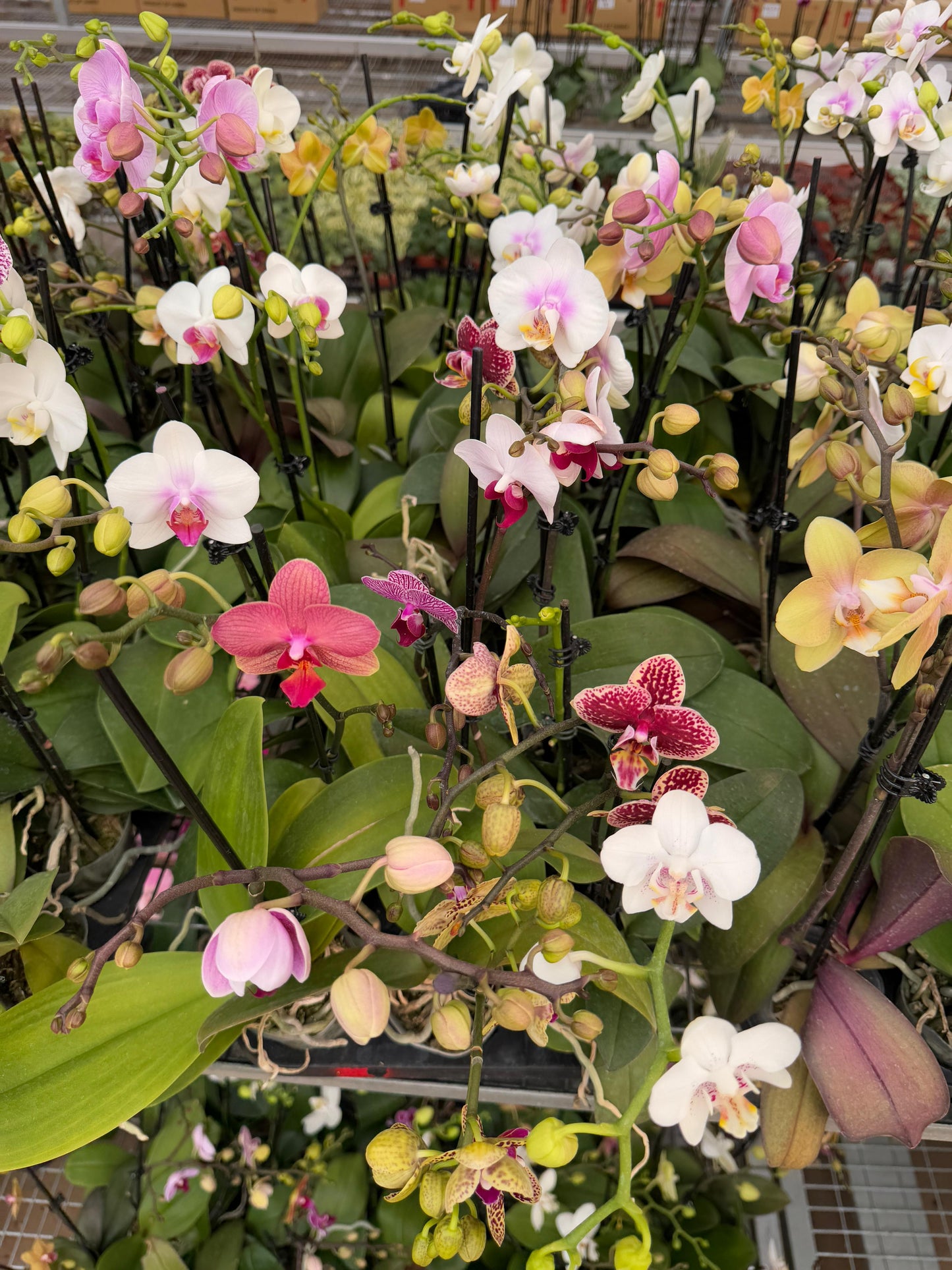 Charola de orquídeas mix