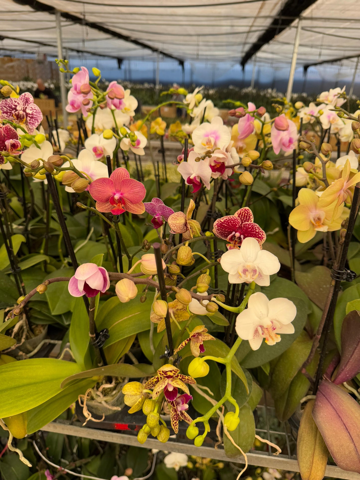Charola de orquídeas mix