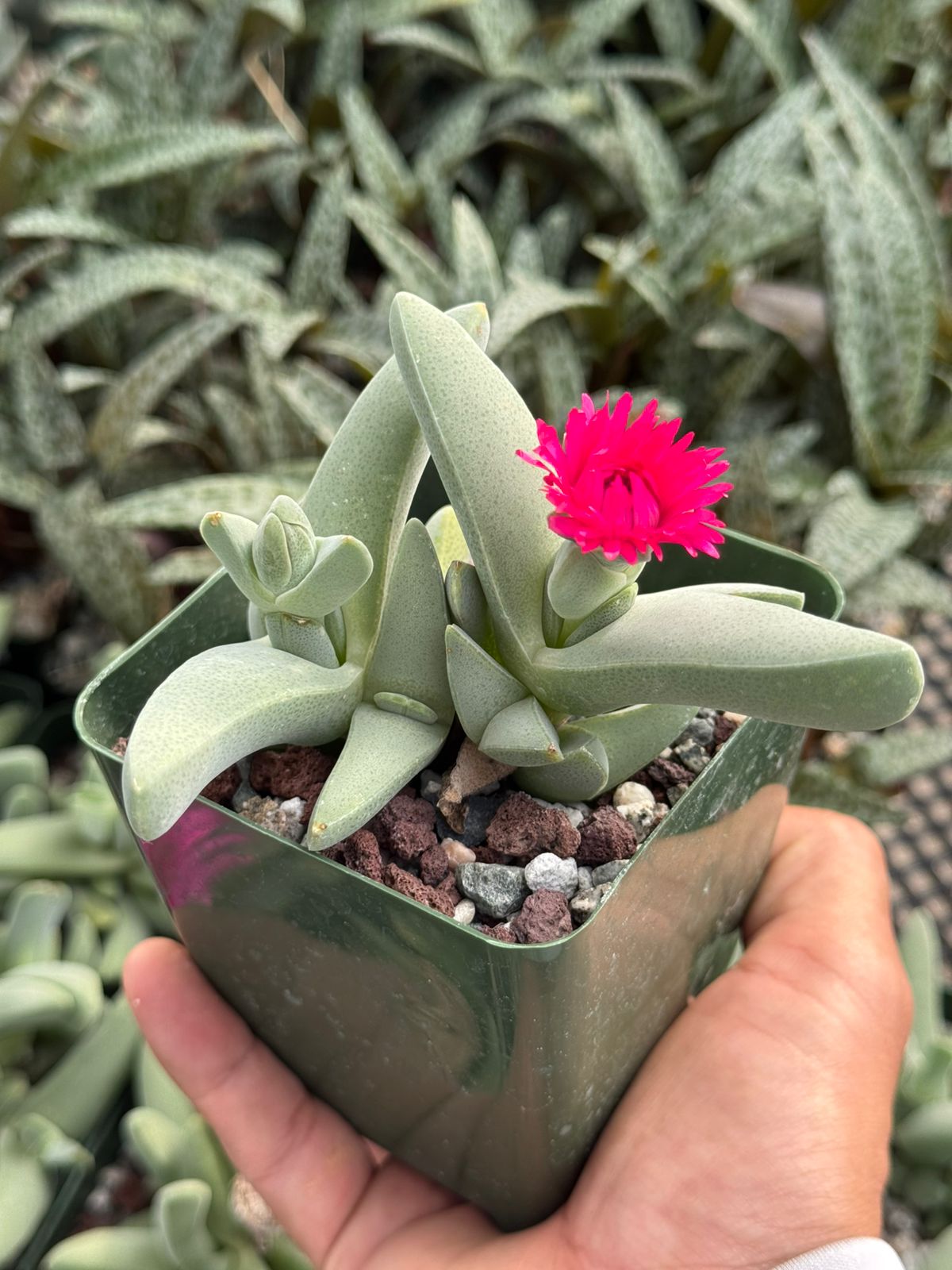 Cheiridopsis purpureum