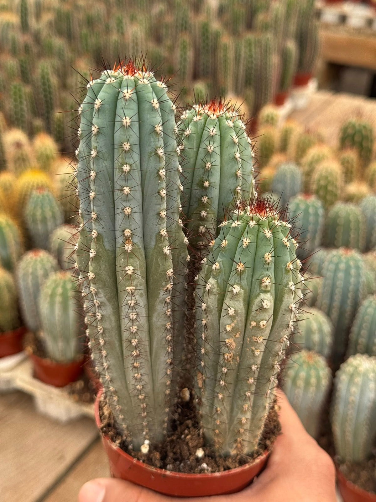 Cipocereus Bradei