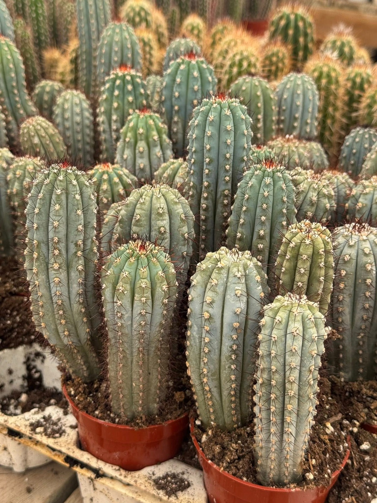 Cipocereus Bradei