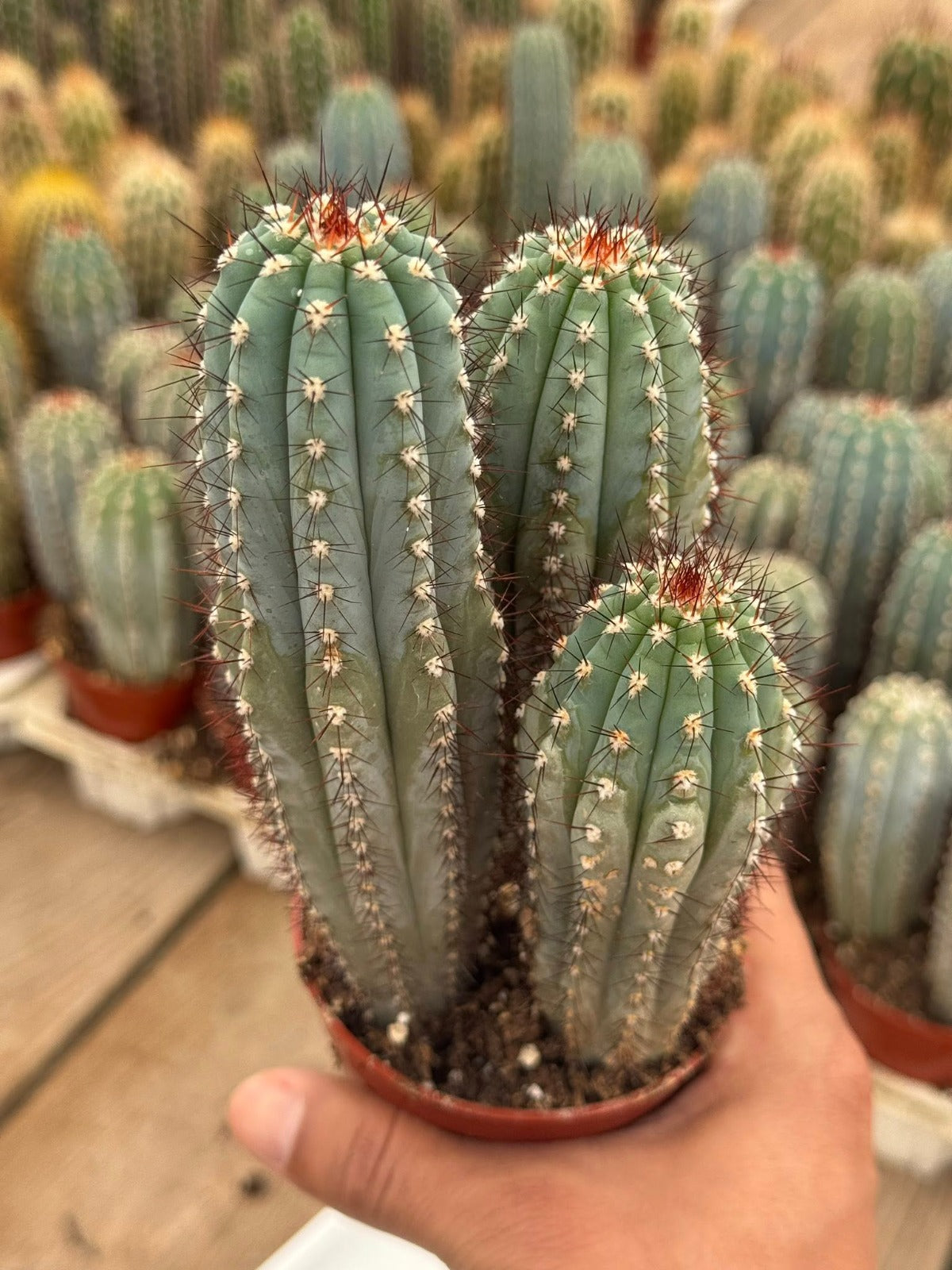 Cipocereus Bradei