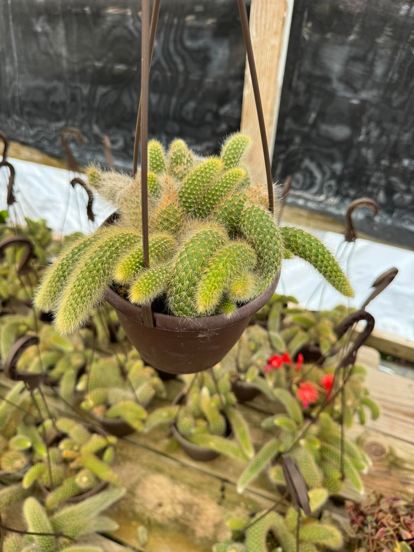 Cleistocactus colademononis Cola de mono