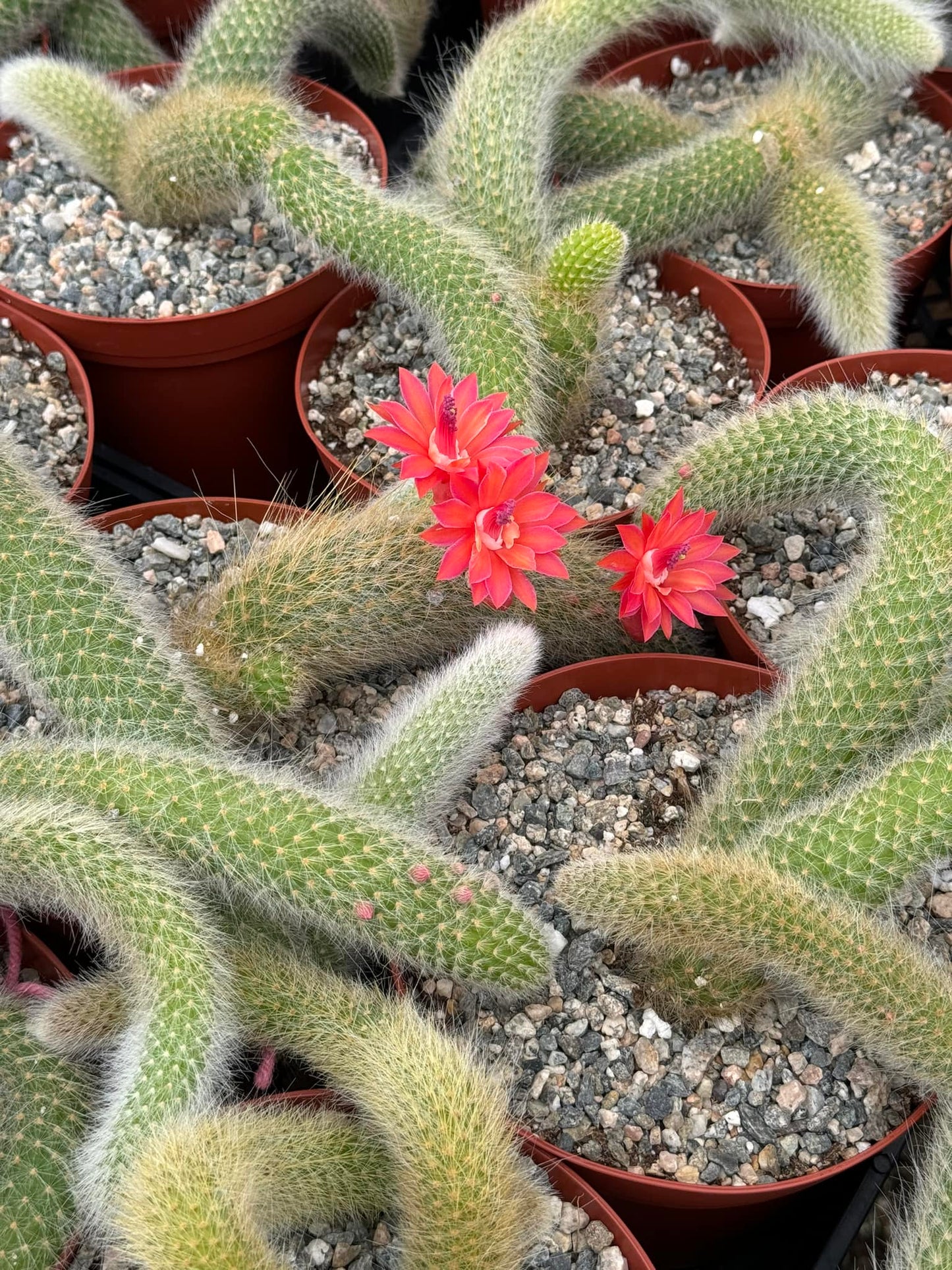 Cleistocactus colademononis Cola de mono