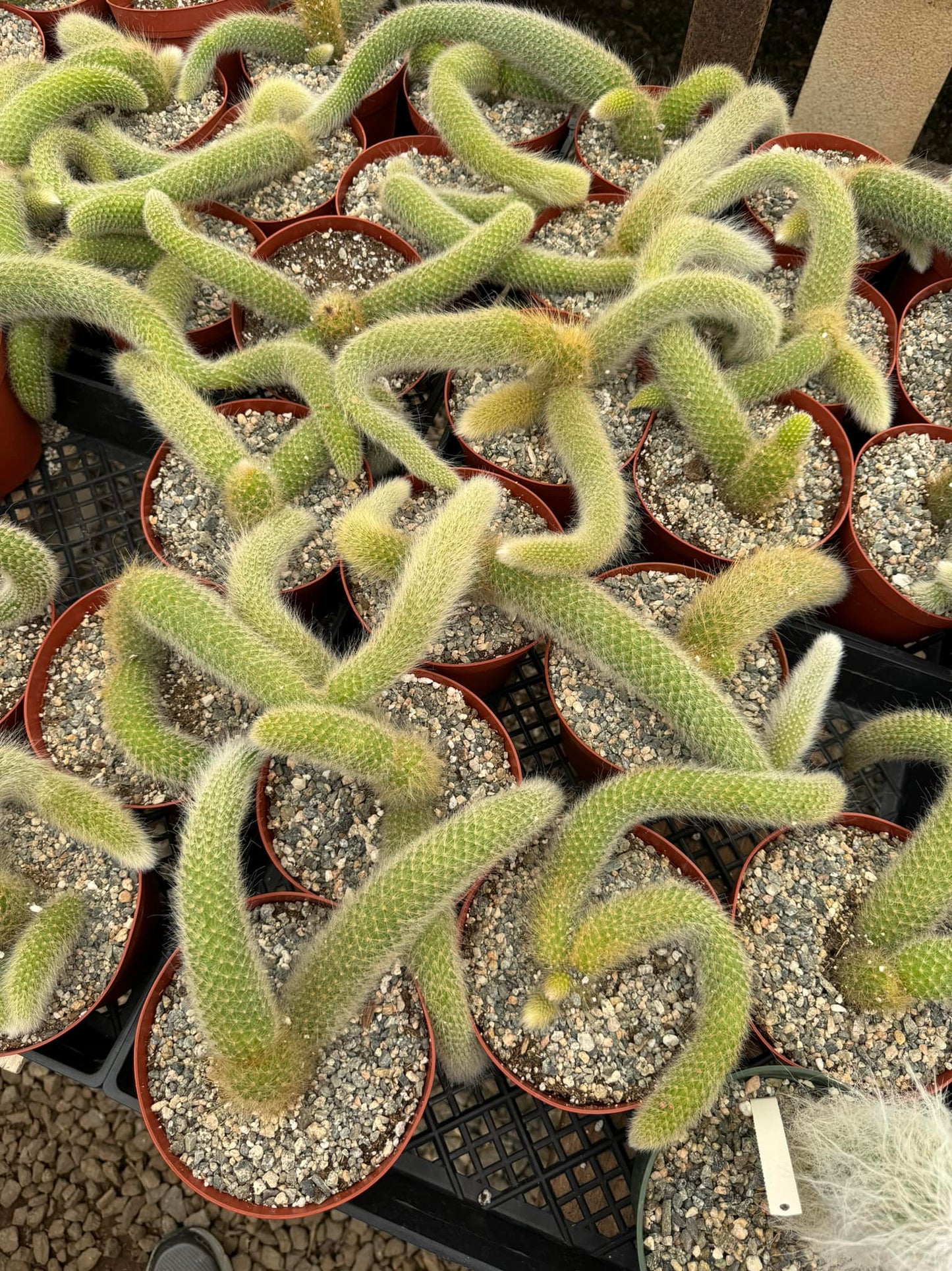 Cleistocactus colademononis Cola de mono