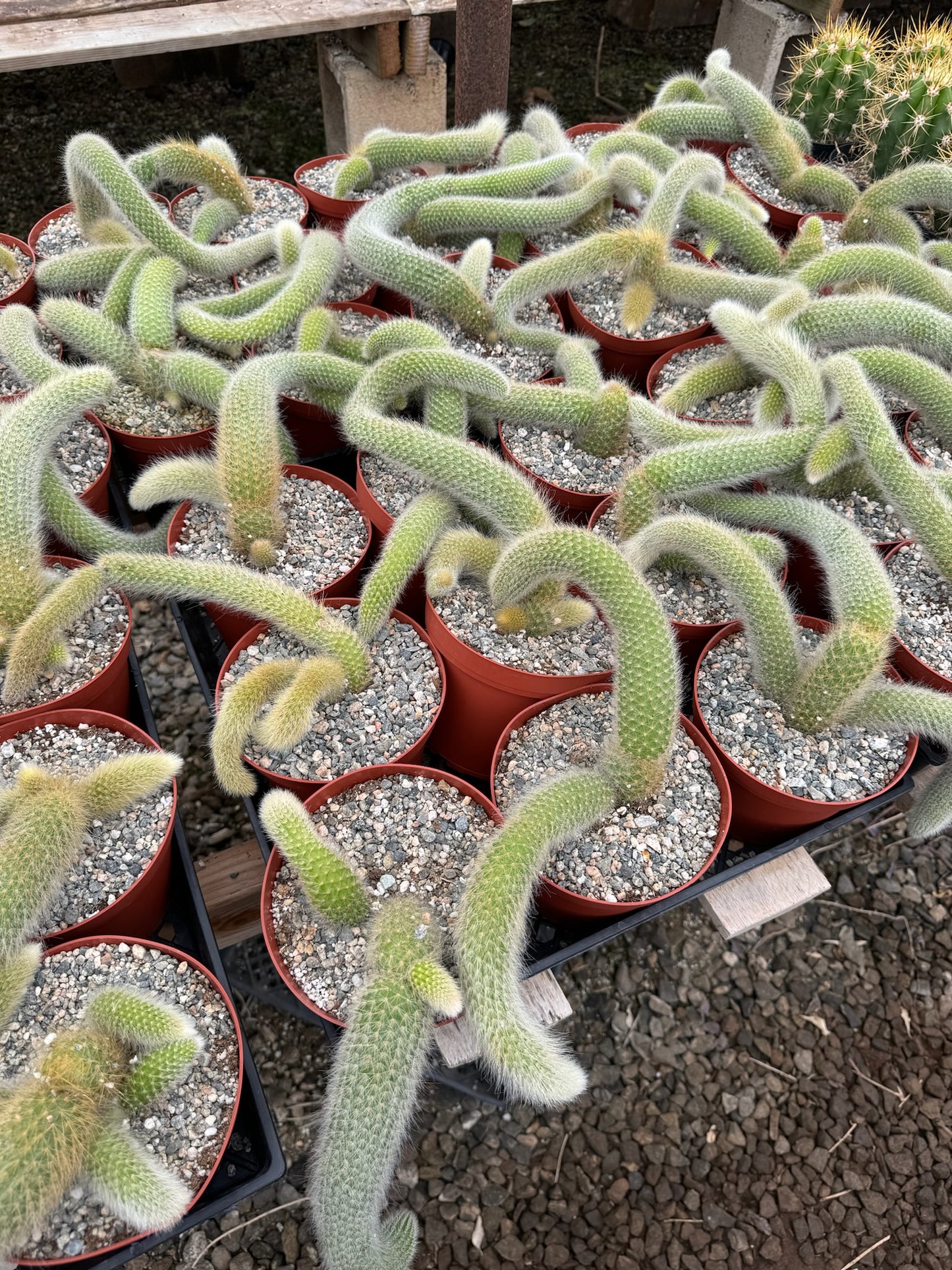 Cleistocactus colademononis Cola de mono