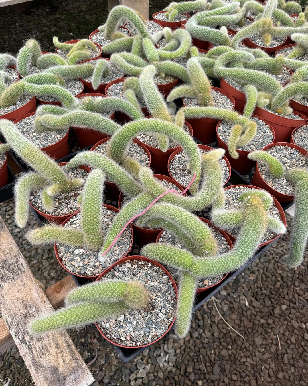 Cleistocactus colademononis Cola de mono