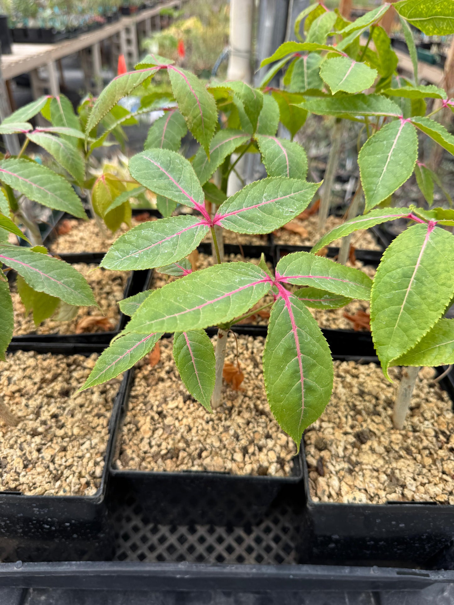 Commiphora capuronii