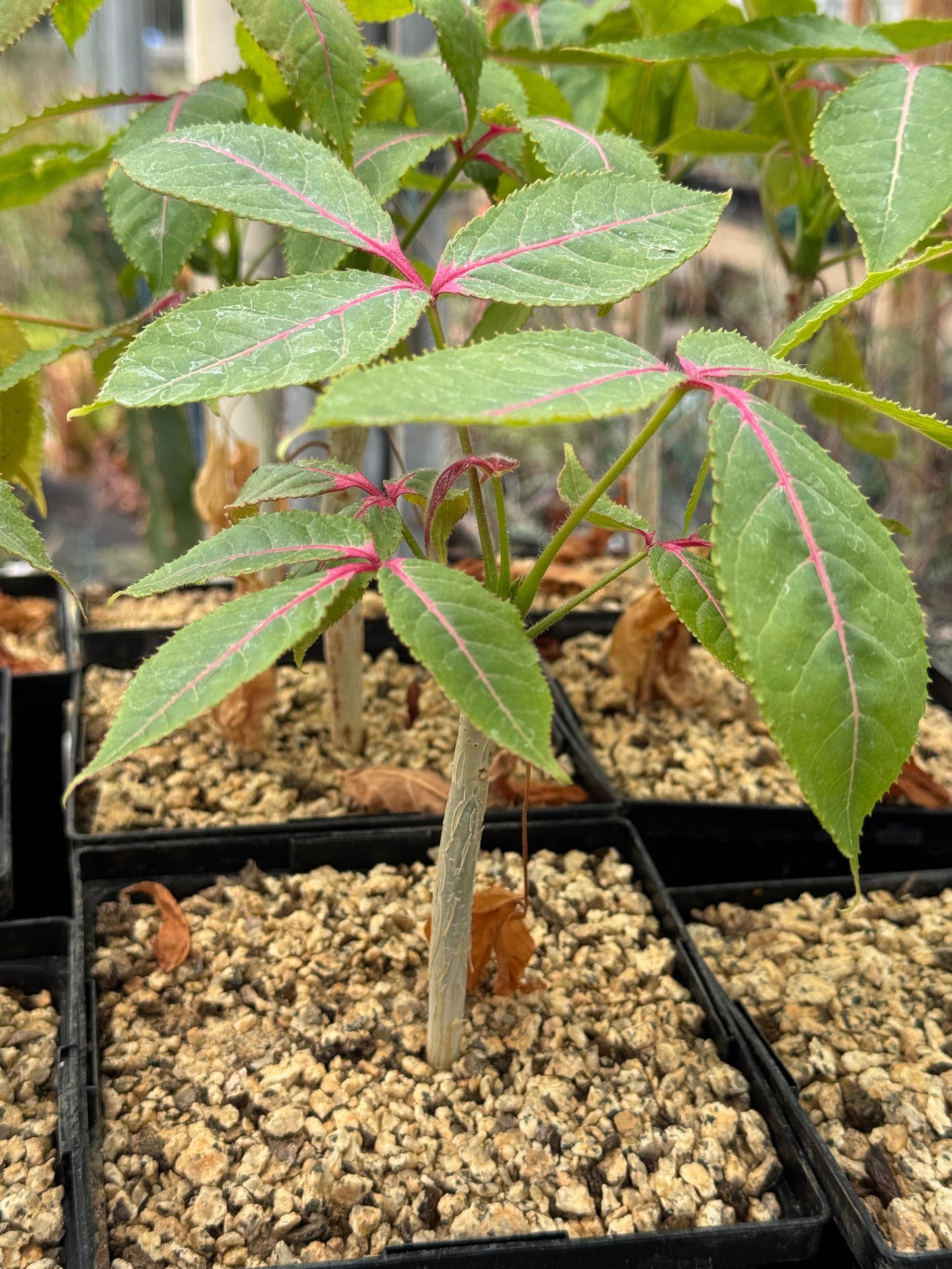 Commiphora capuronii