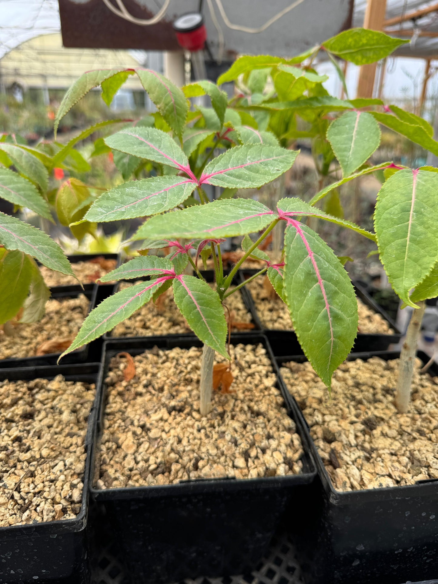 Commiphora capuronii