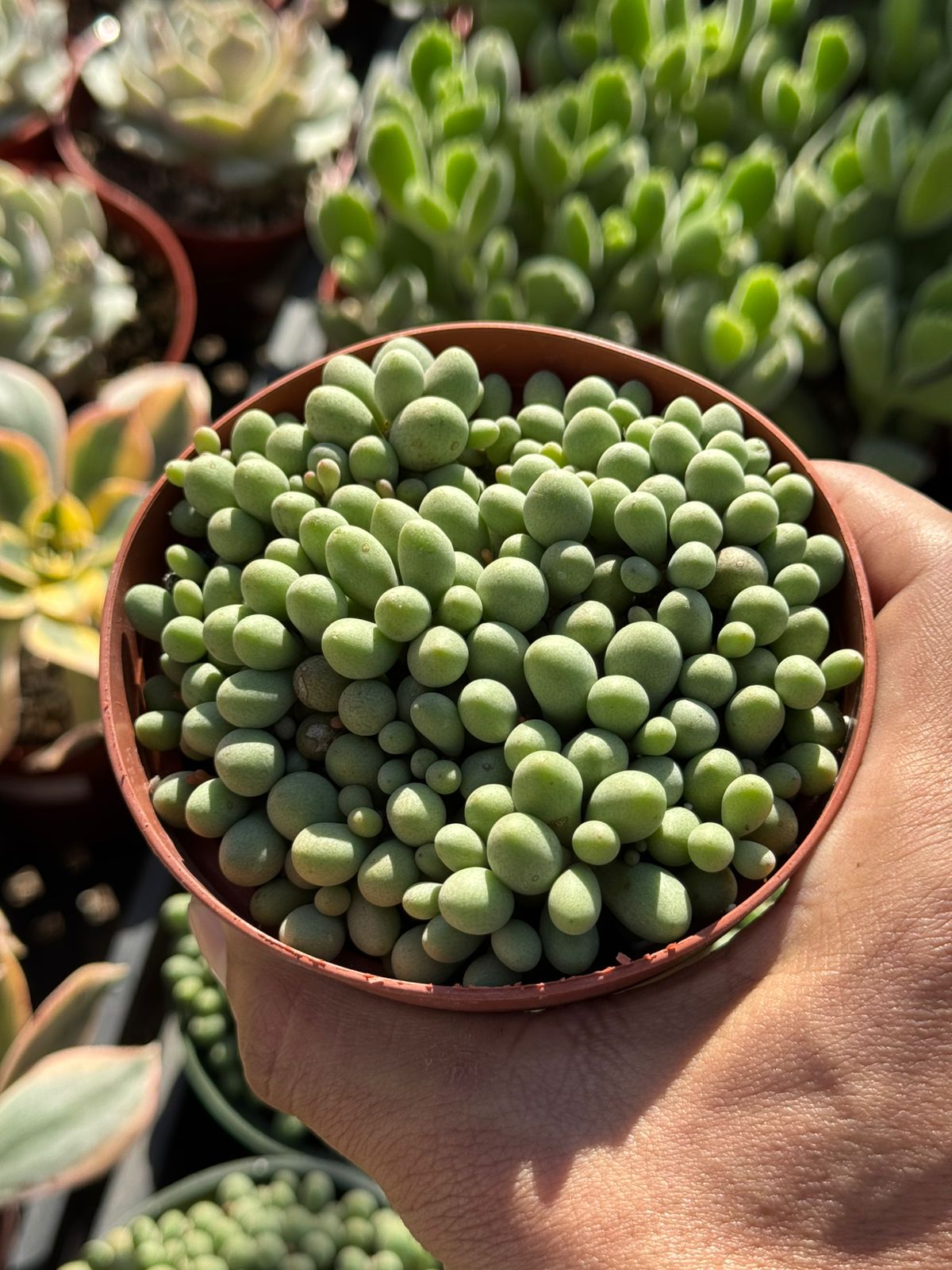 Cotyledon sinus alexandri