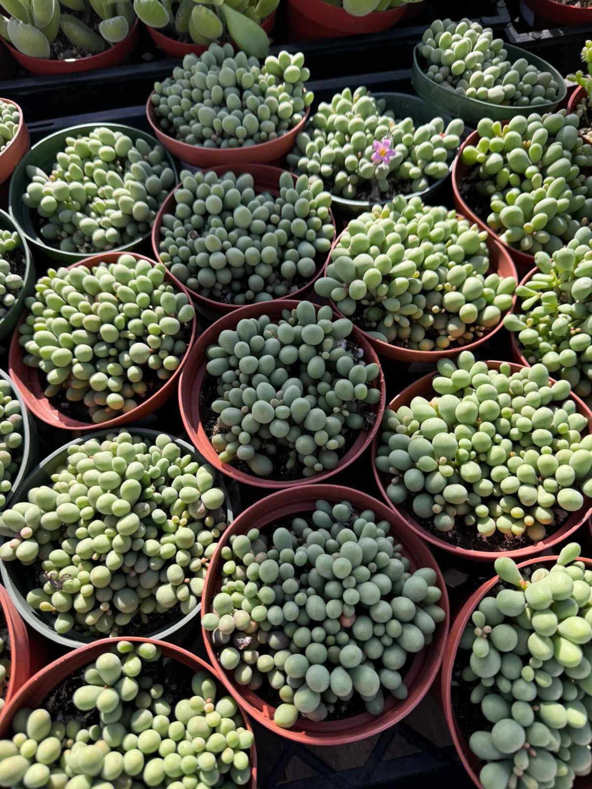 Cotyledon sinus alexandri