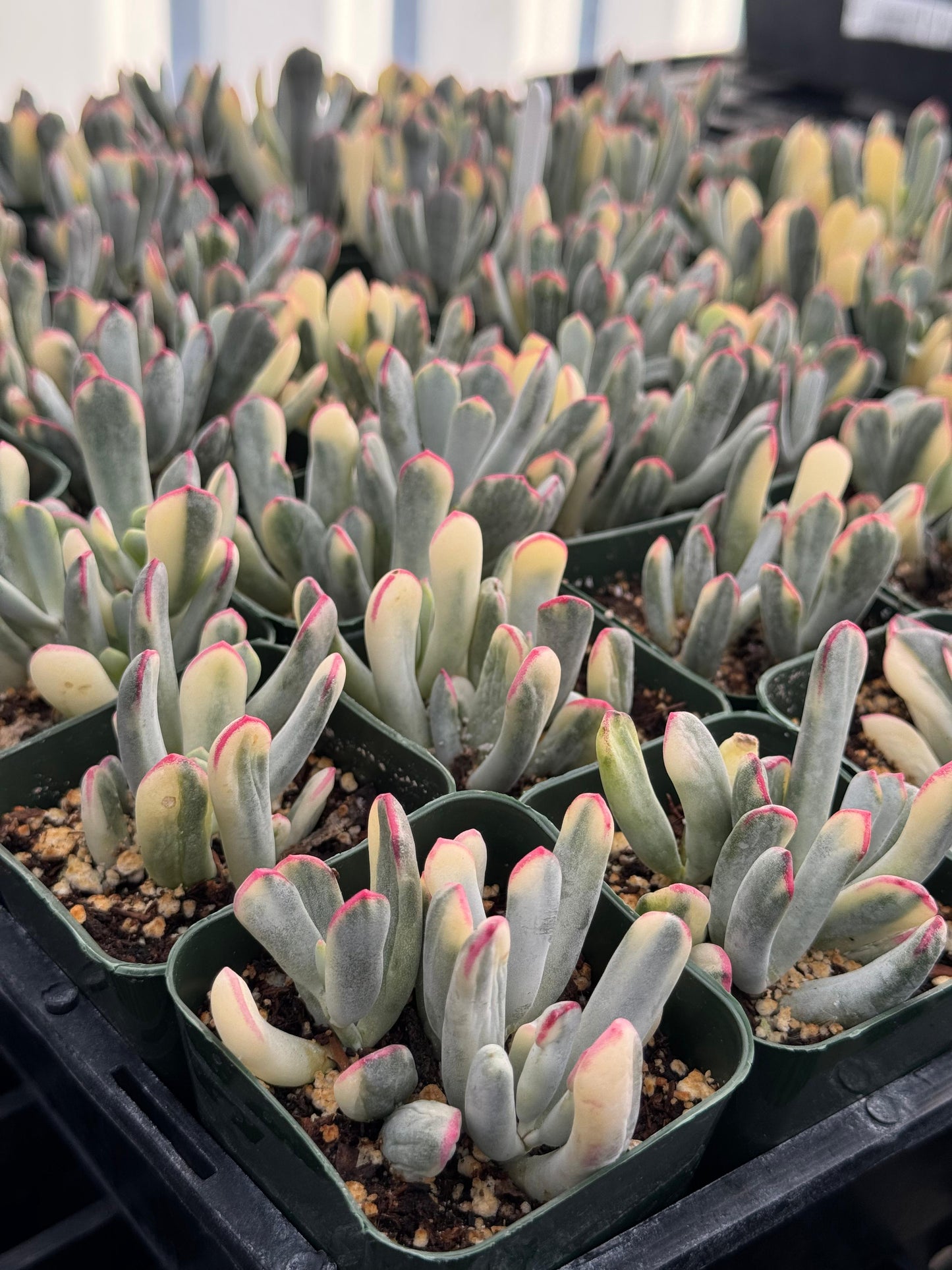 Cotyledon orbiculata var. Flanaganii Variegado