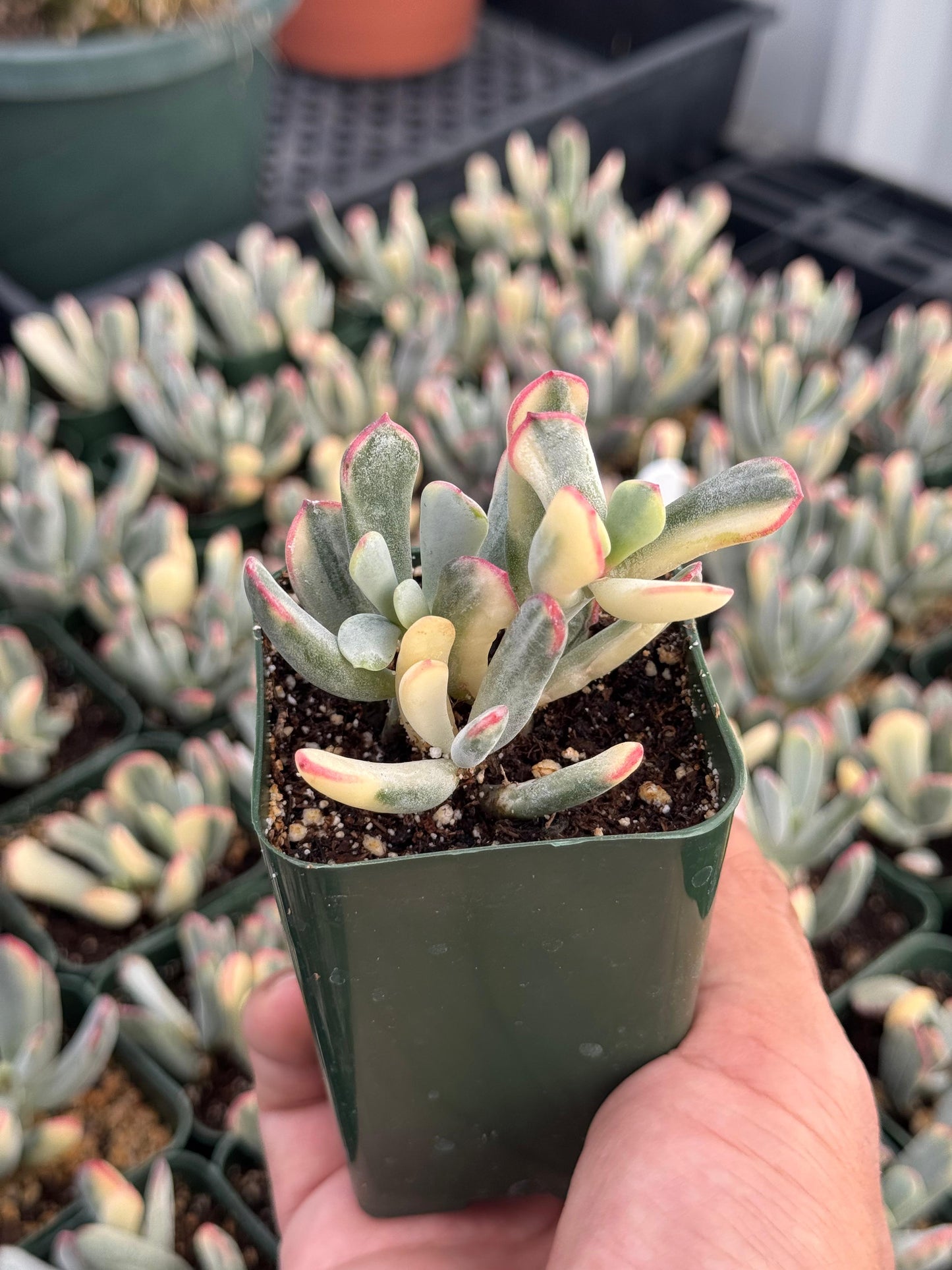 Cotyledon orbiculata var. Flanaganii Variegado