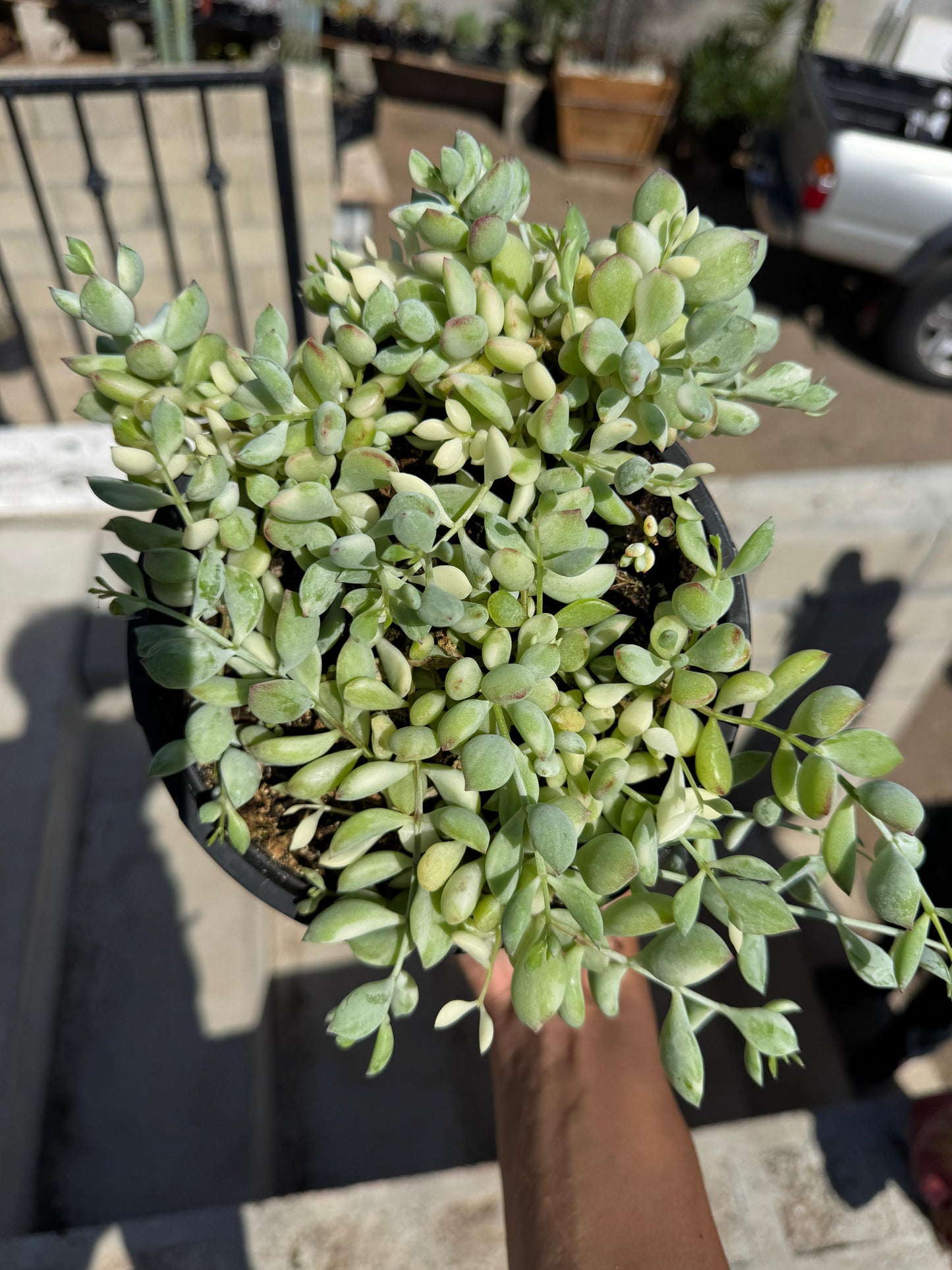 Cotyledon pendens variegado