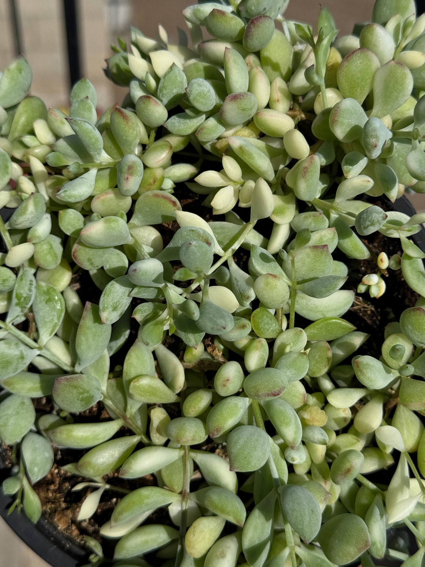 Cotyledon pendens variegado