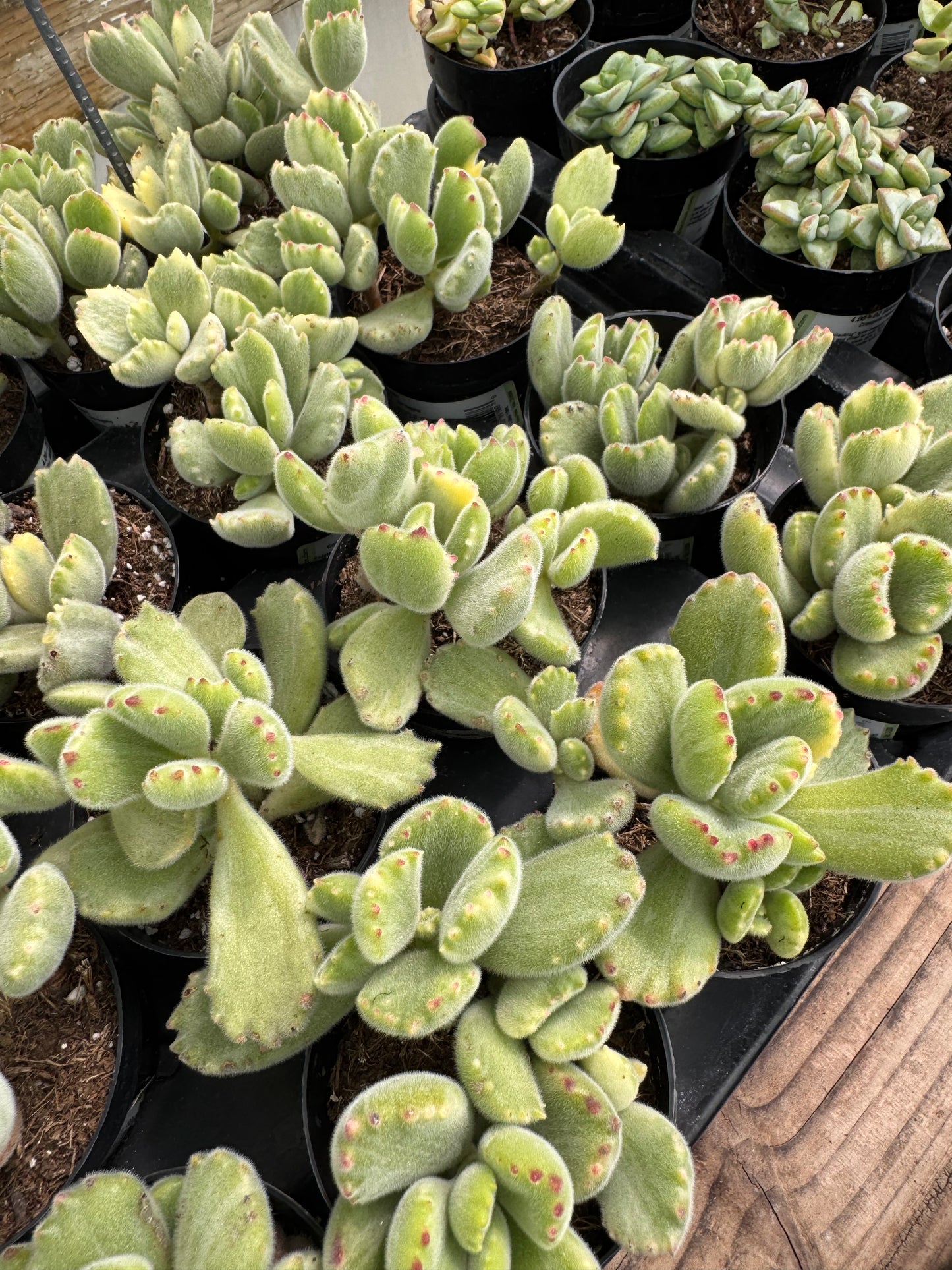 Cotyledon tomentosa variegado