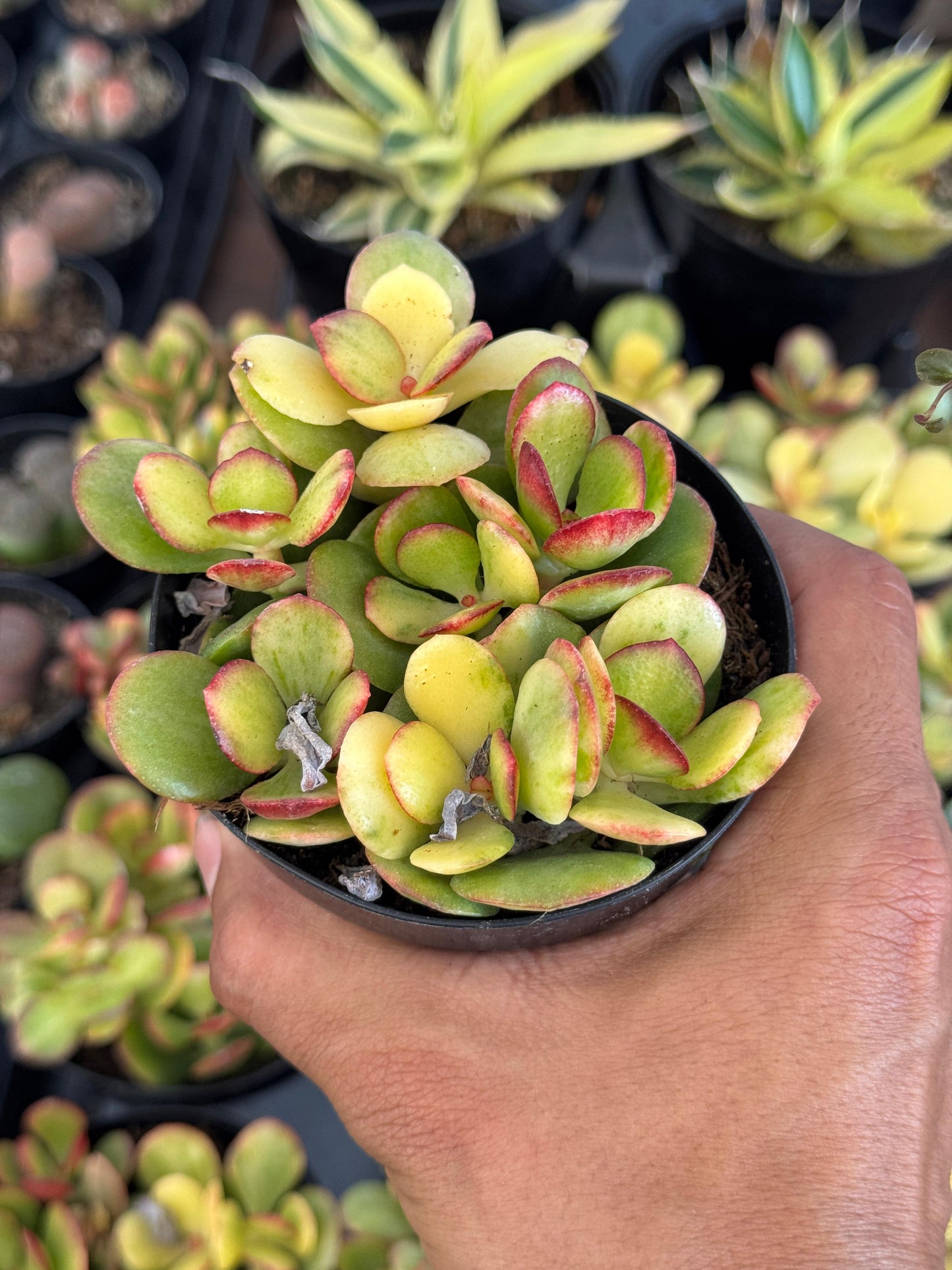 Crassula Carnival híbrida variegada 4”