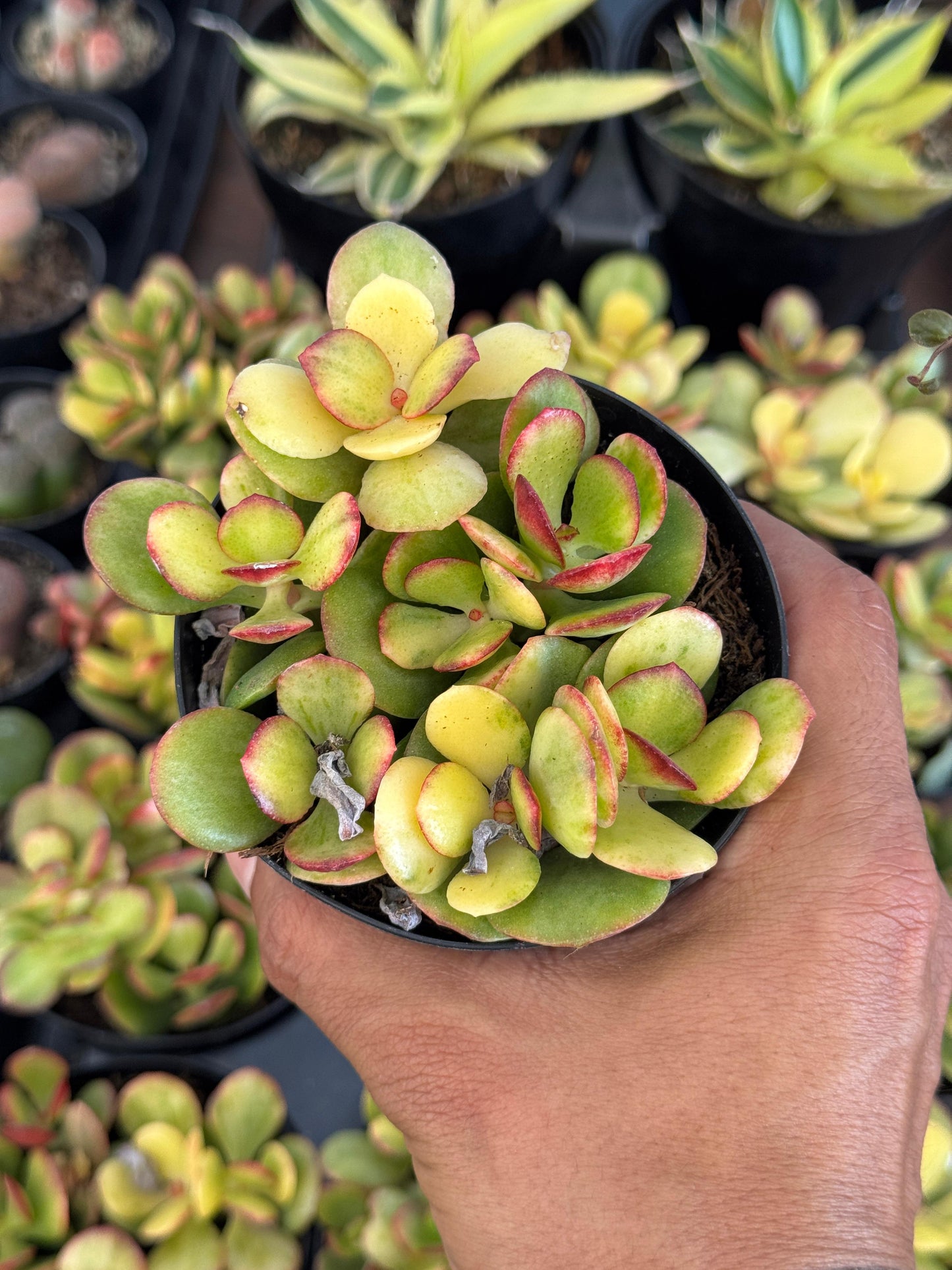 Crassula Carnival híbrida variegada 4”