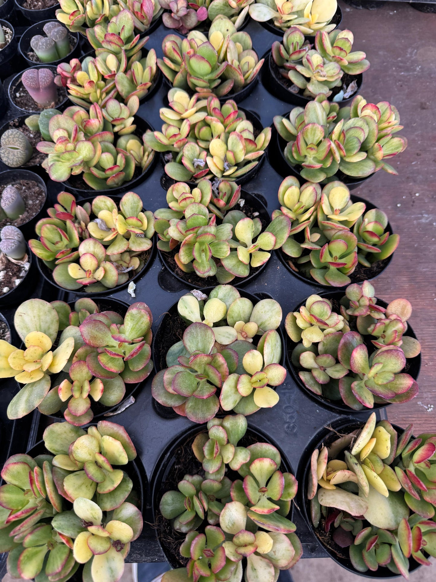 Crassula Carnival híbrida variegada 4”